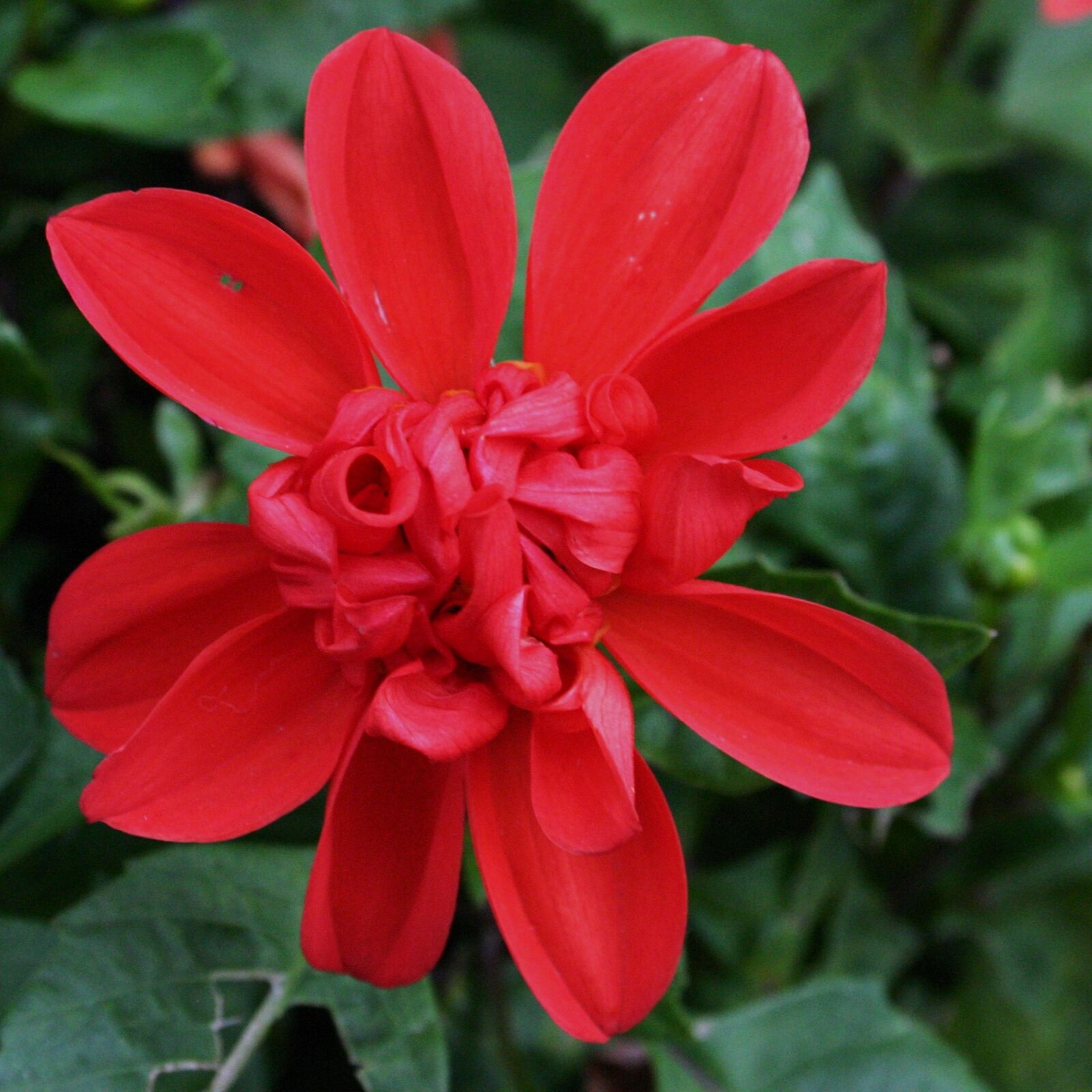 Canon EOS 300D (EOS Digital Rebel / EOS Kiss Digital) sample photo. Red, flower, summer photography