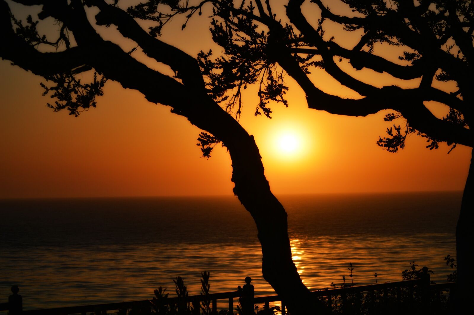 Nikon D3200 sample photo. Sunset, tree, sun photography