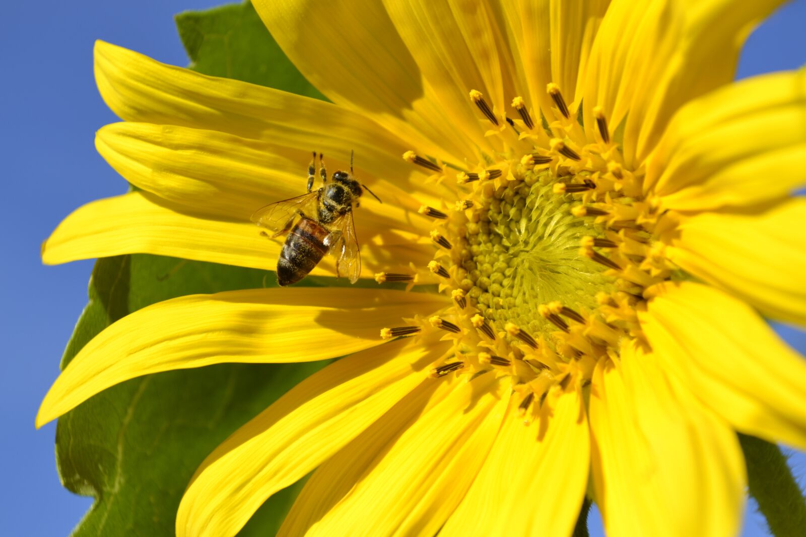 Nikon D3100 sample photo. Sunflower, bee, yellow photography