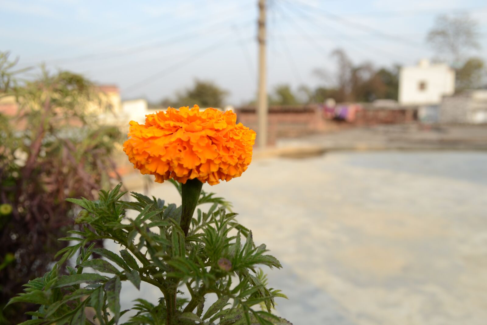 Nikon D3100 sample photo. Flower, genda, marigold photography