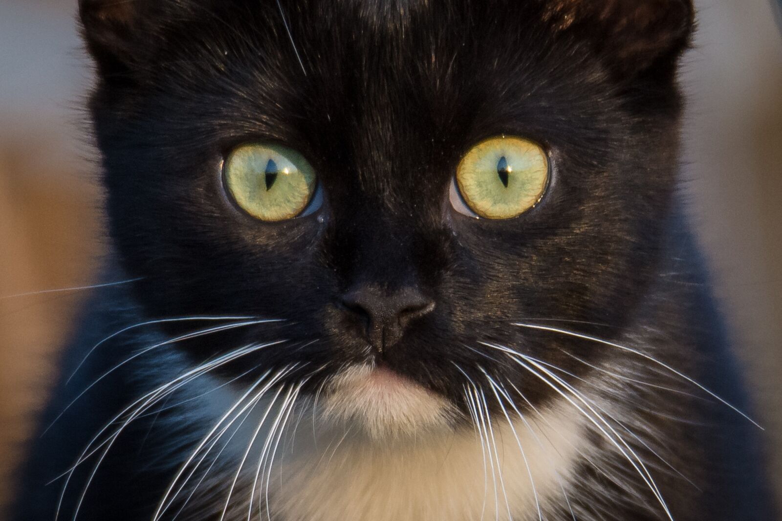 Nikon D7200 sample photo. Cat, portrait, close photography