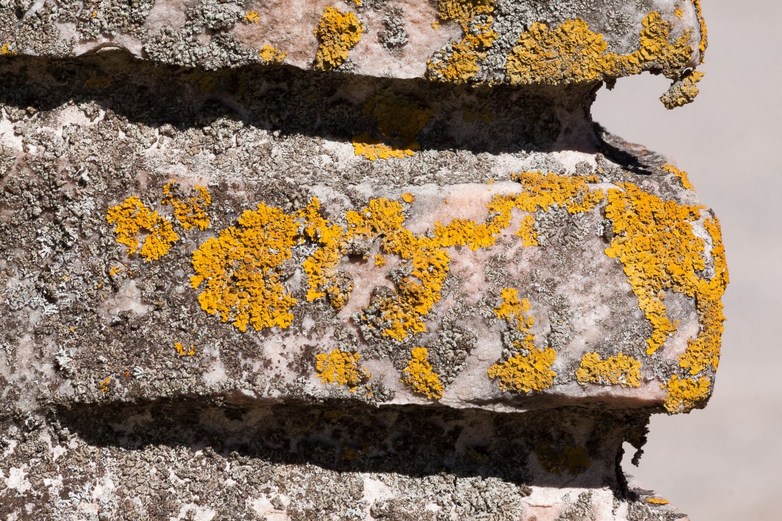 Canon EOS 50D sample photo. Wall, detail, lichen photography