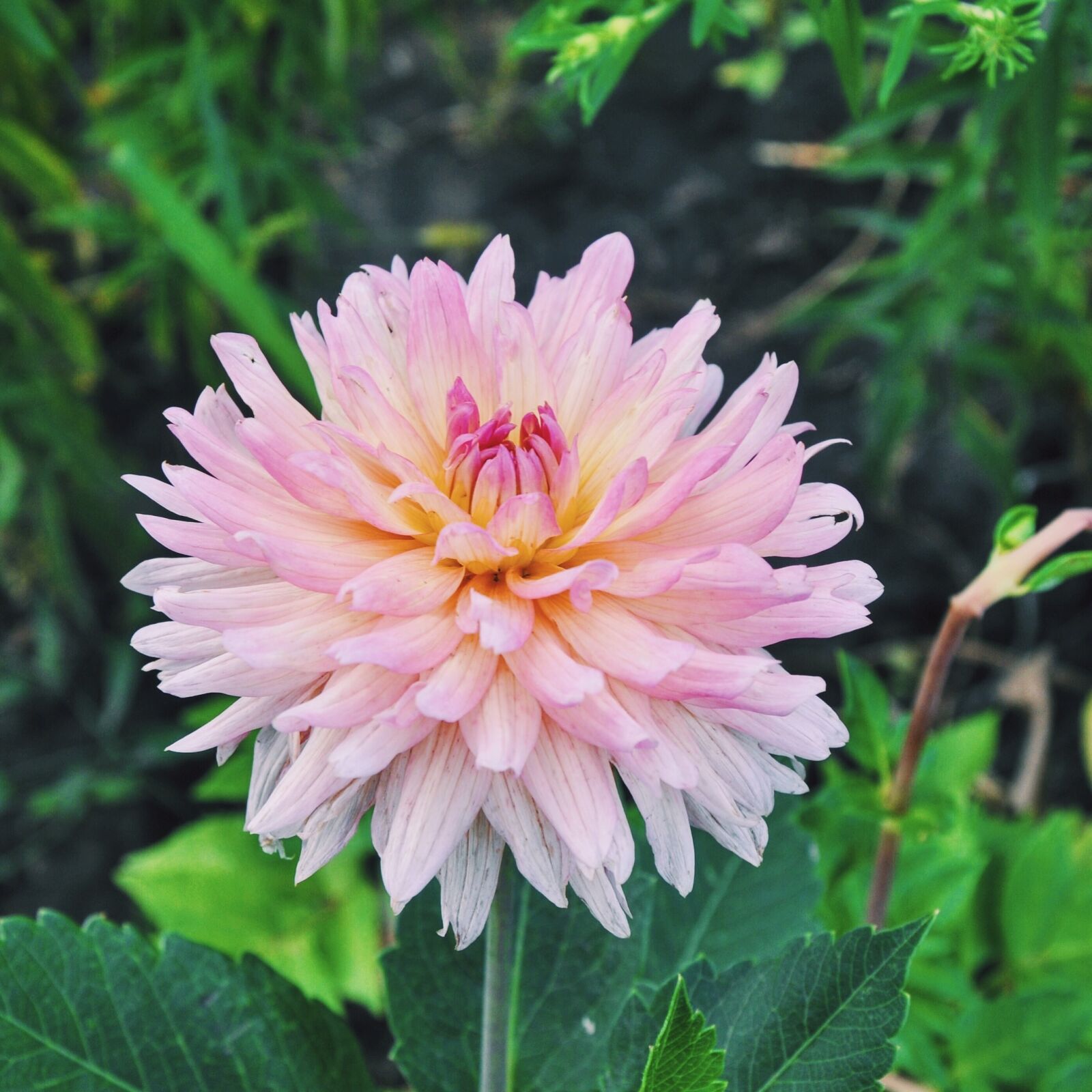 Nikon D90 sample photo. Flowers, garden, dahlias photography