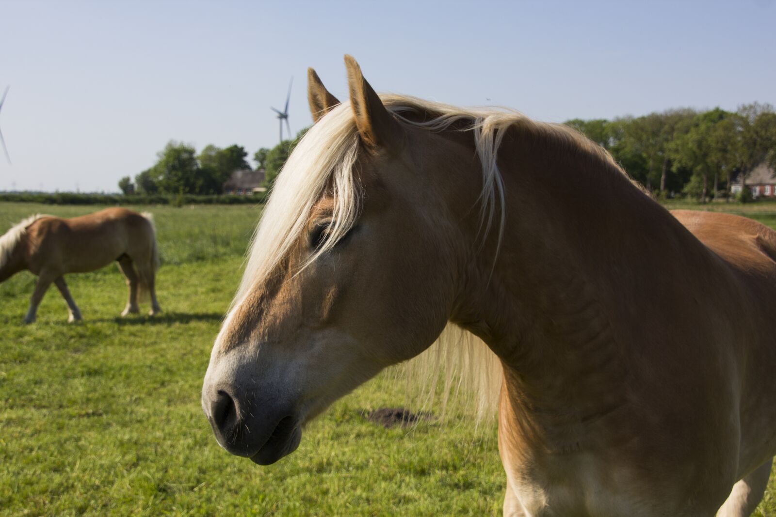 Canon EOS 60D sample photo. Horse, horse head, coupling photography