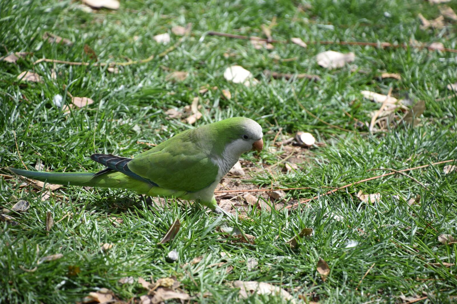 Nikon D5600 sample photo. Nature, bird, outdoor photography