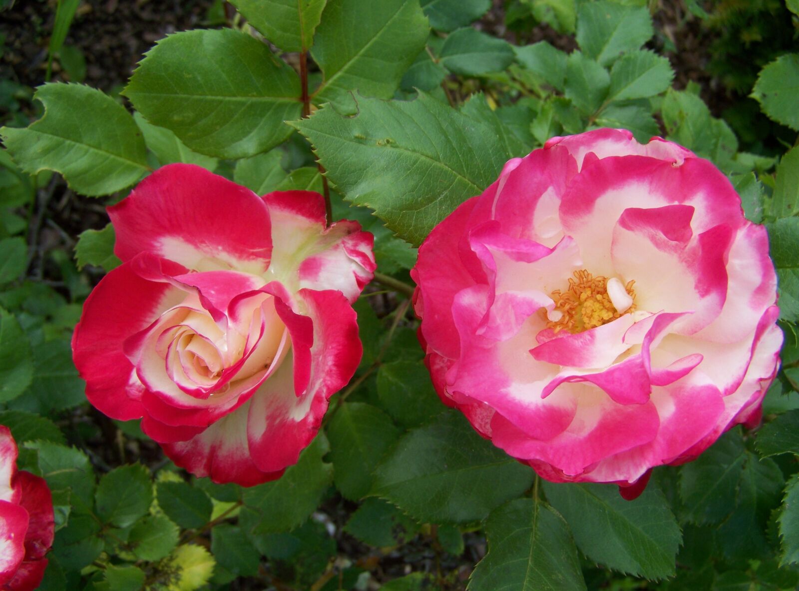 Kodak EASYSHARE ZD710 ZOOM DIGITAL CAMERA sample photo. Rose, summer flower, flower photography