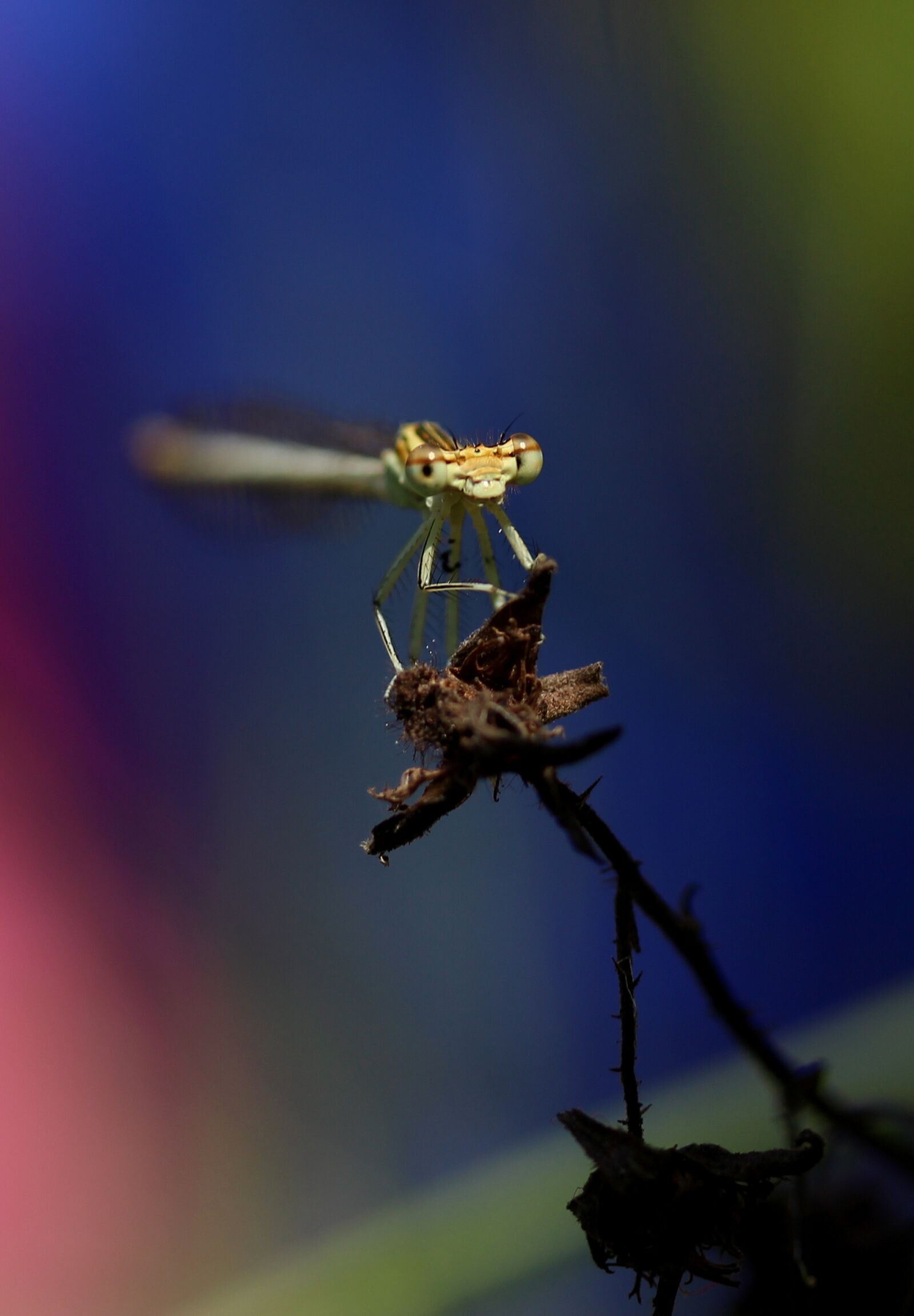 Canon EF-S 60mm F2.8 Macro USM sample photo. Dragonfly, plant, rest photography