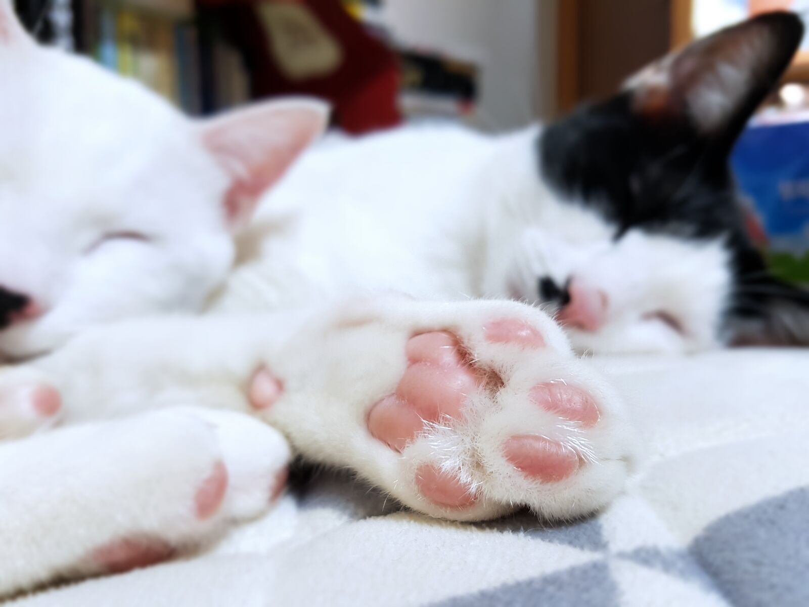 Samsung Galaxy S7 Edge sample photo. Cat, sole of the photography