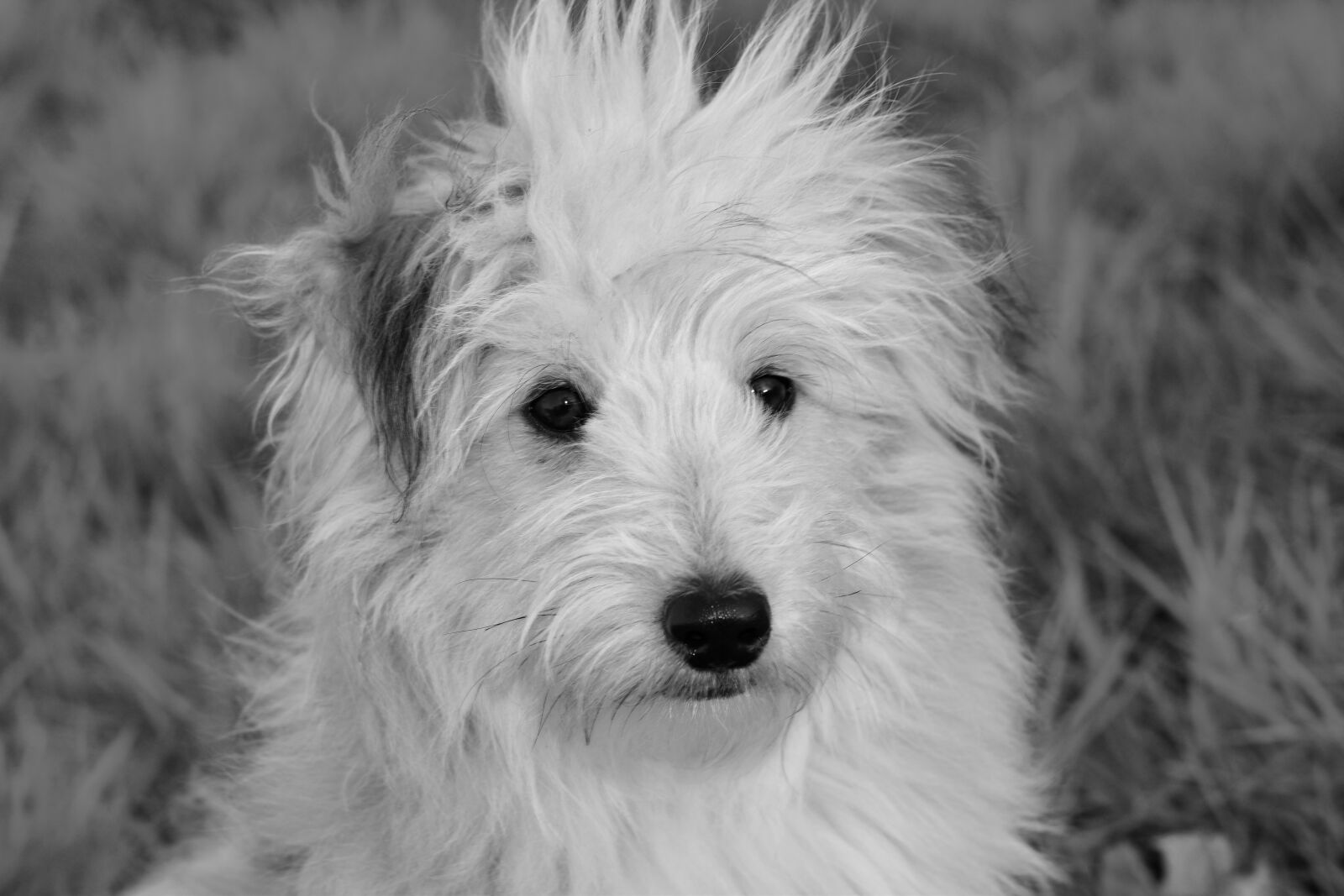 Nikon D5600 sample photo. Dog, pup, male dog photography