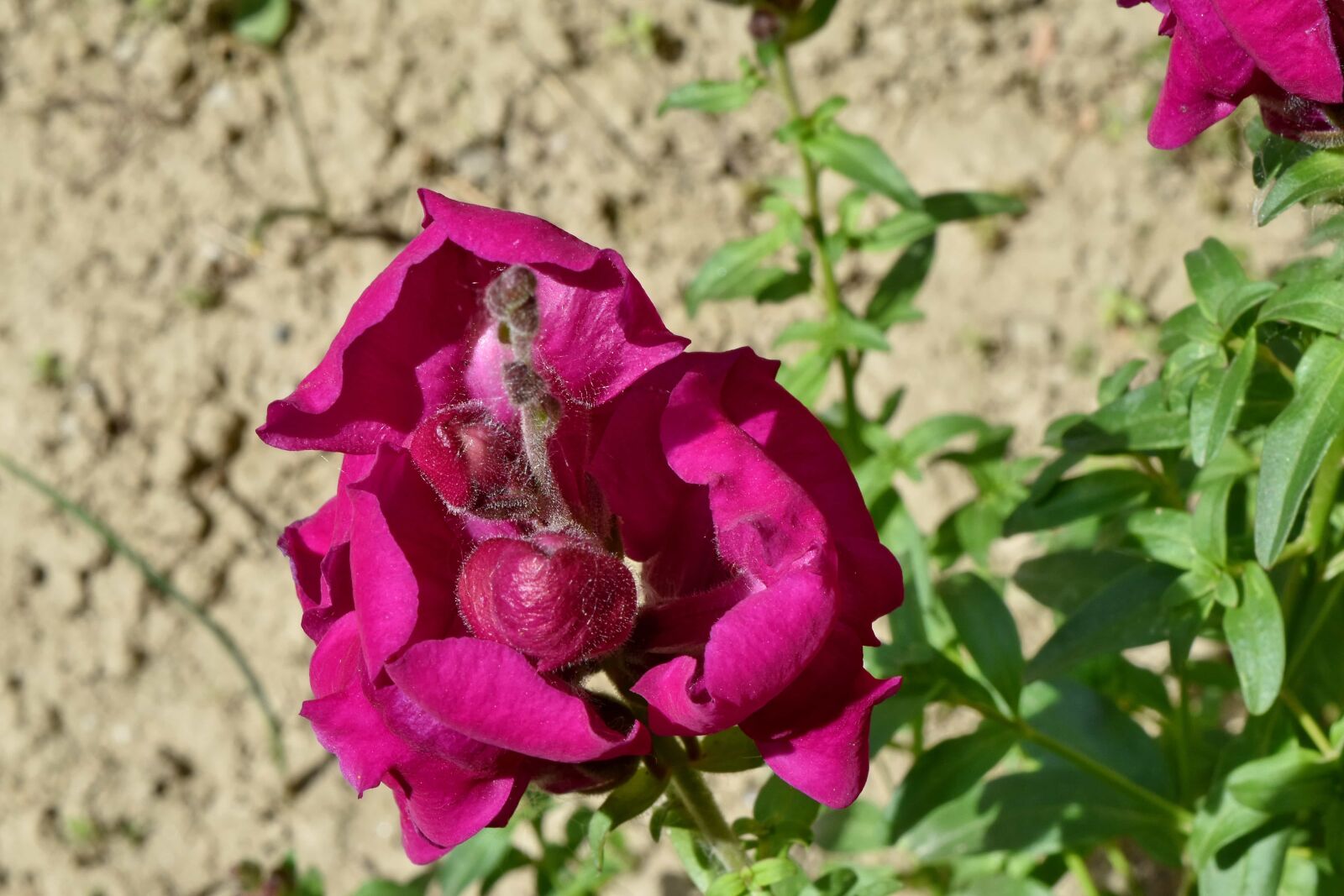Nikon D5500 sample photo. Purple, plant, nature, summer photography
