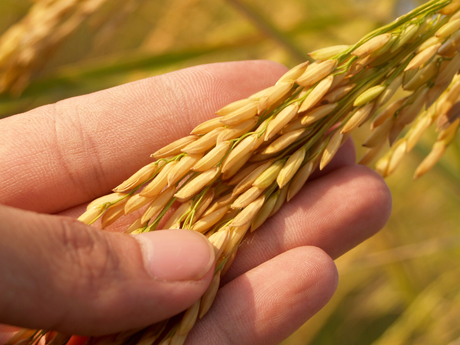 Olympus E-300 (EVOLT E-300) sample photo. Agriculture, asia, autumn, barley photography