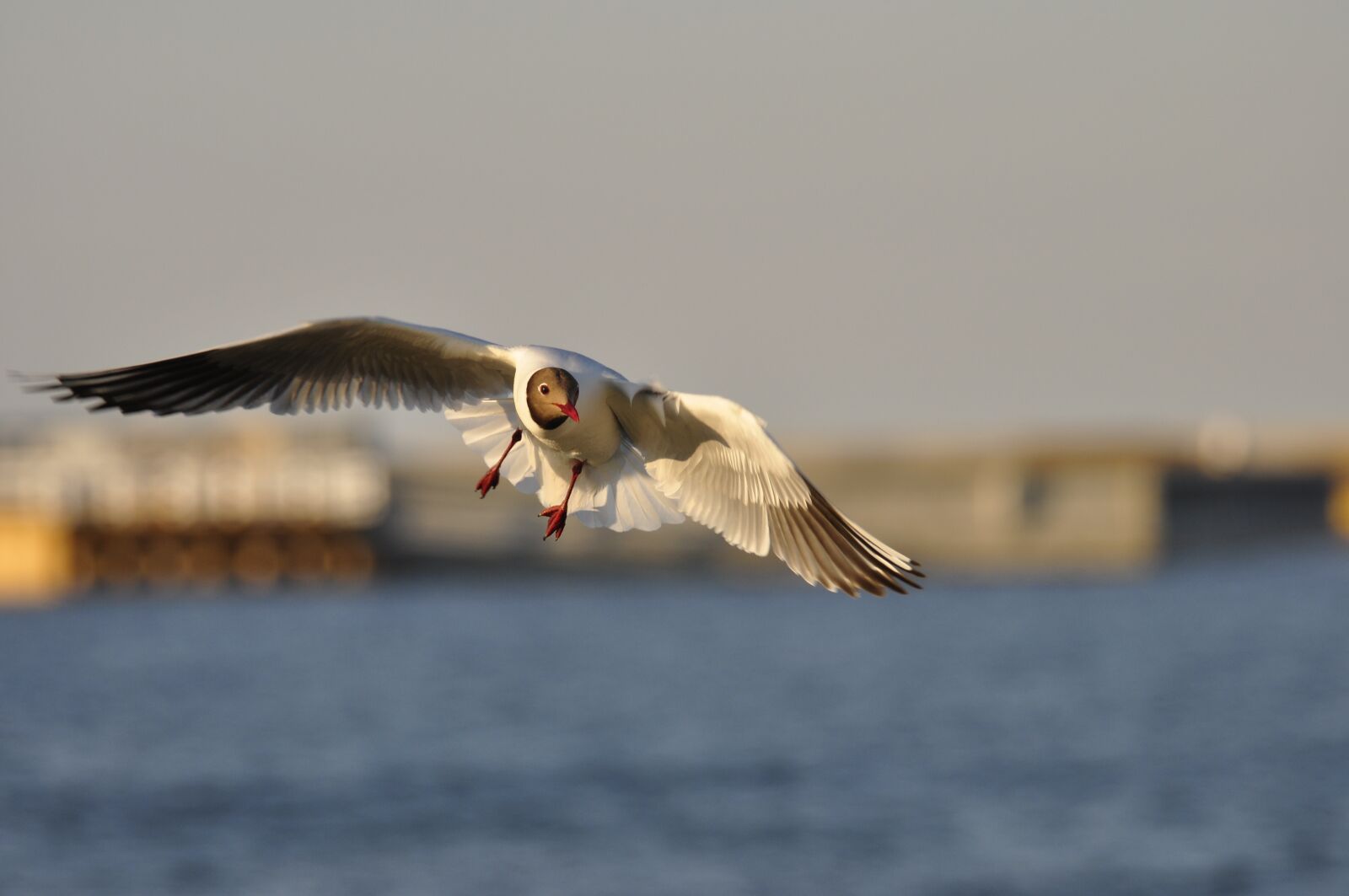 Nikon D90 sample photo. Bird, seagull, sea photography