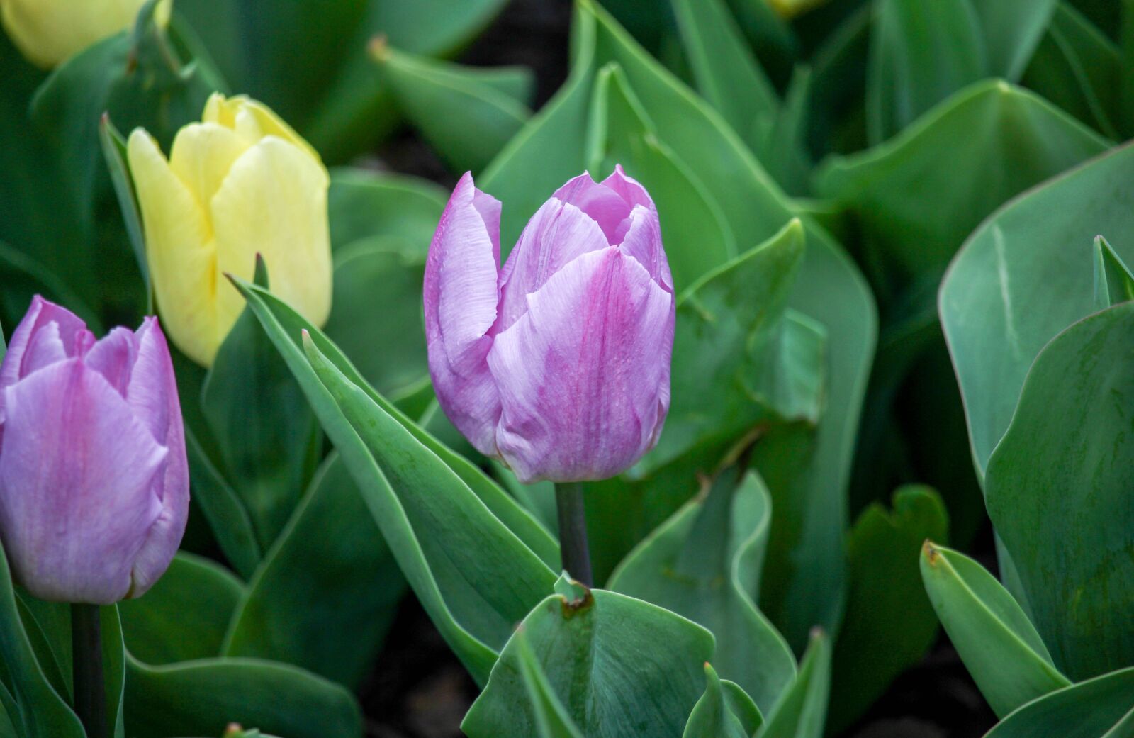Canon EOS 700D (EOS Rebel T5i / EOS Kiss X7i) sample photo. Flora, nature, leaf photography