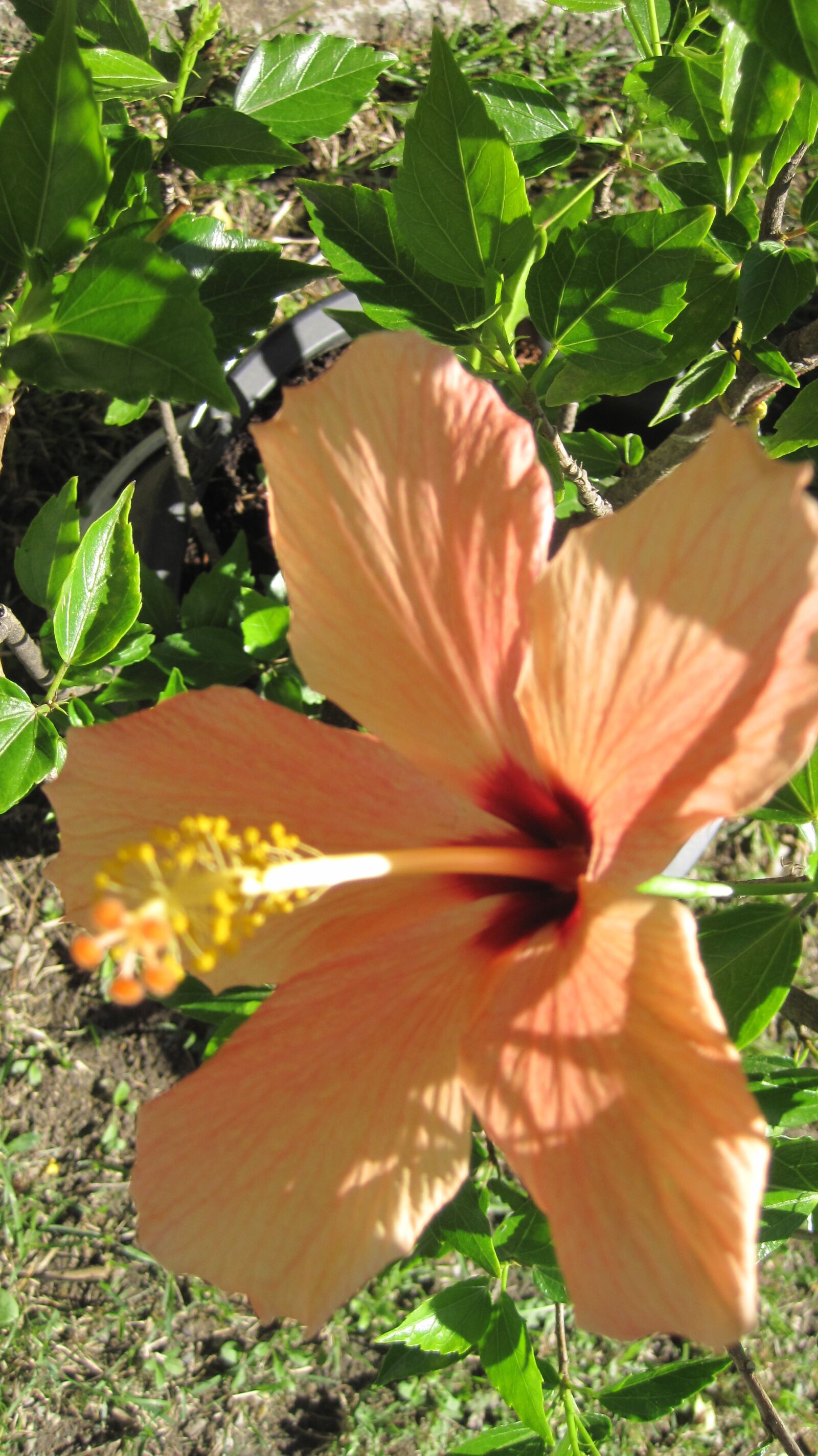 Canon PowerShot D10 sample photo. Japanese rose, orange, garden photography