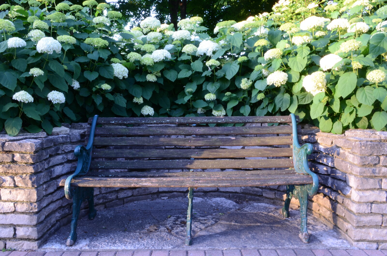 Nikon D5100 sample photo. Beautiful, flowers, bench, central photography