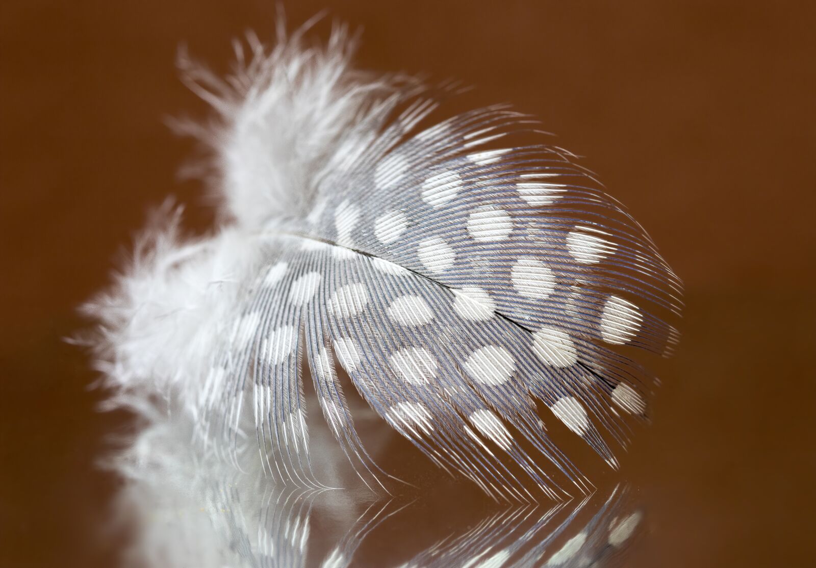 Canon EF 100mm F2.8L Macro IS USM sample photo. Feather, guinea-fowl, spotted photography