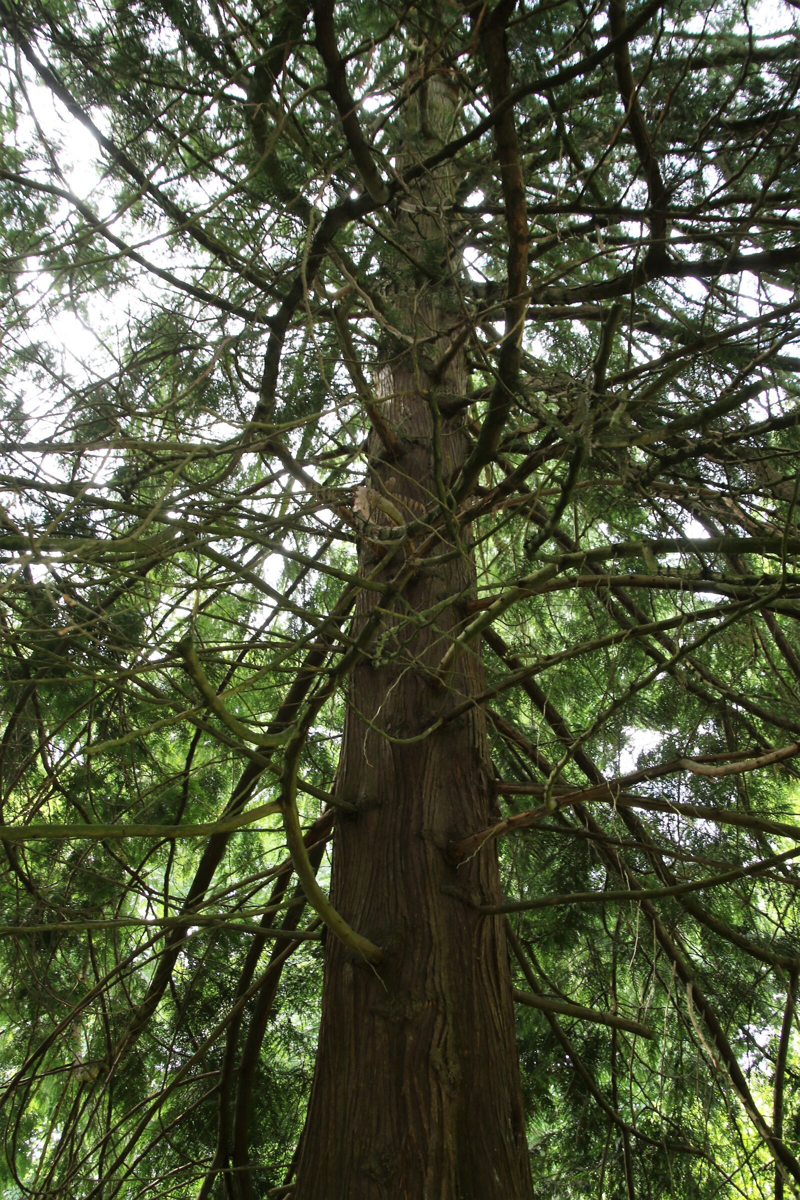 Canon EOS 7D Mark II sample photo. Bark, branches, climb, forest photography