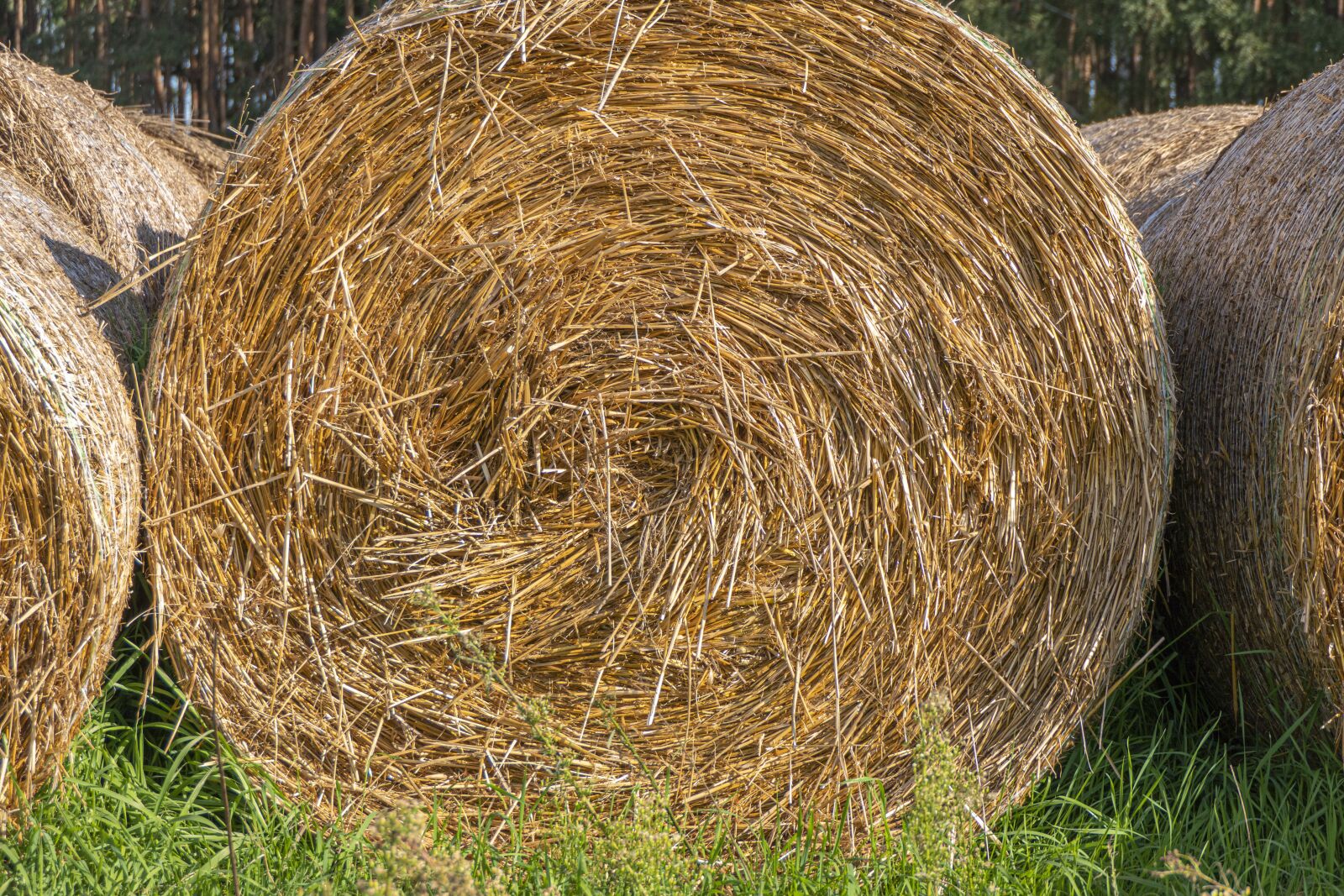 Panasonic Lumix DMC-FZ2500 (Lumix DMC-FZ2000) sample photo. Kip, hay, straw photography