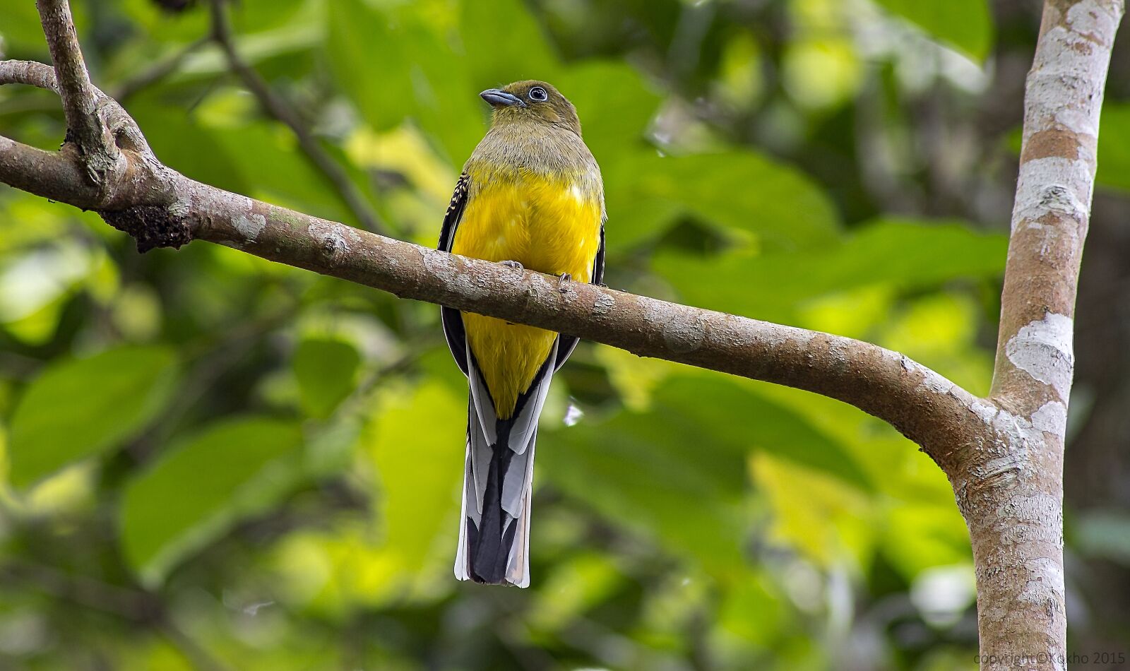 Nikon D7100 sample photo. Bird, malaysia birds, bite photography