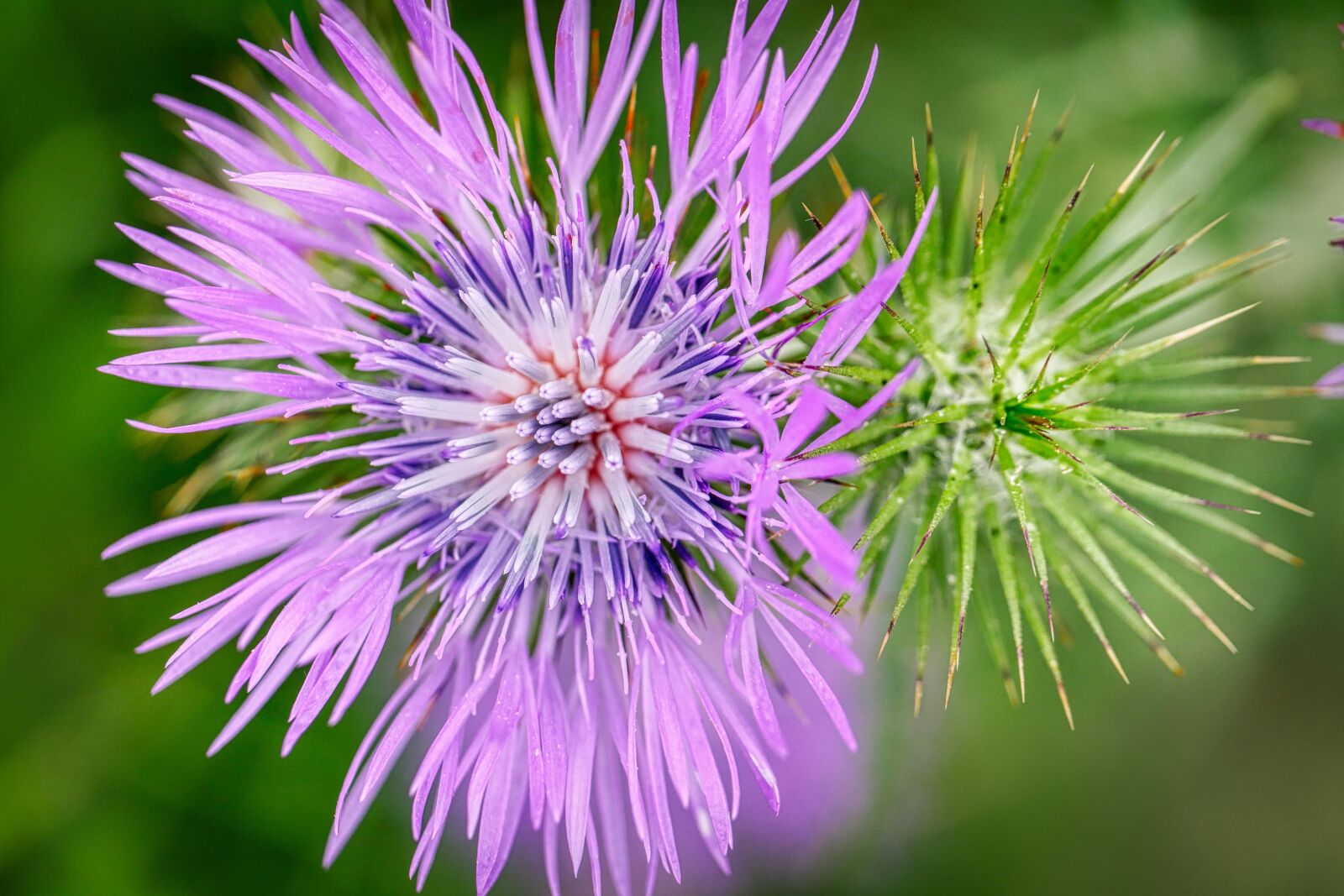 Panasonic Lumix DMC-GX8 sample photo. Thistle, blossom, bloom photography