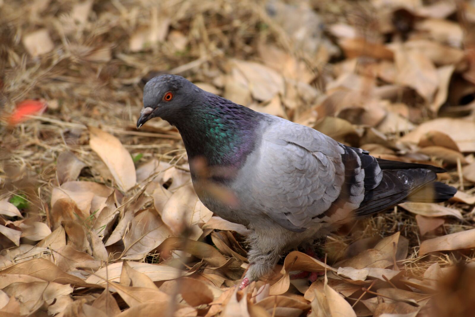 Canon EOS 50D sample photo. Pigeon, dove, new photography