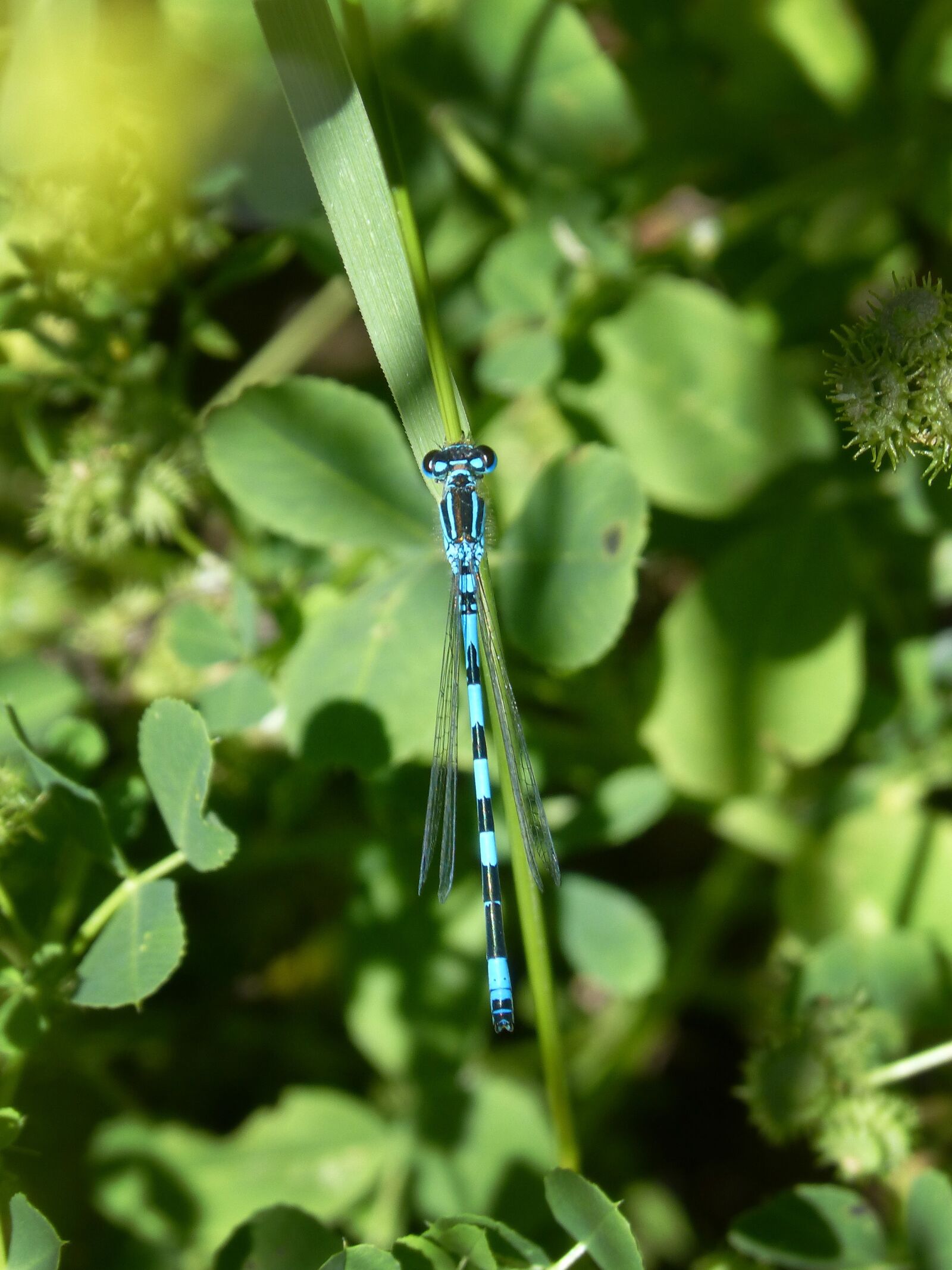 Panasonic DMC-FZ62 sample photo. Blue dragonfly, coenagrion hastulatum photography