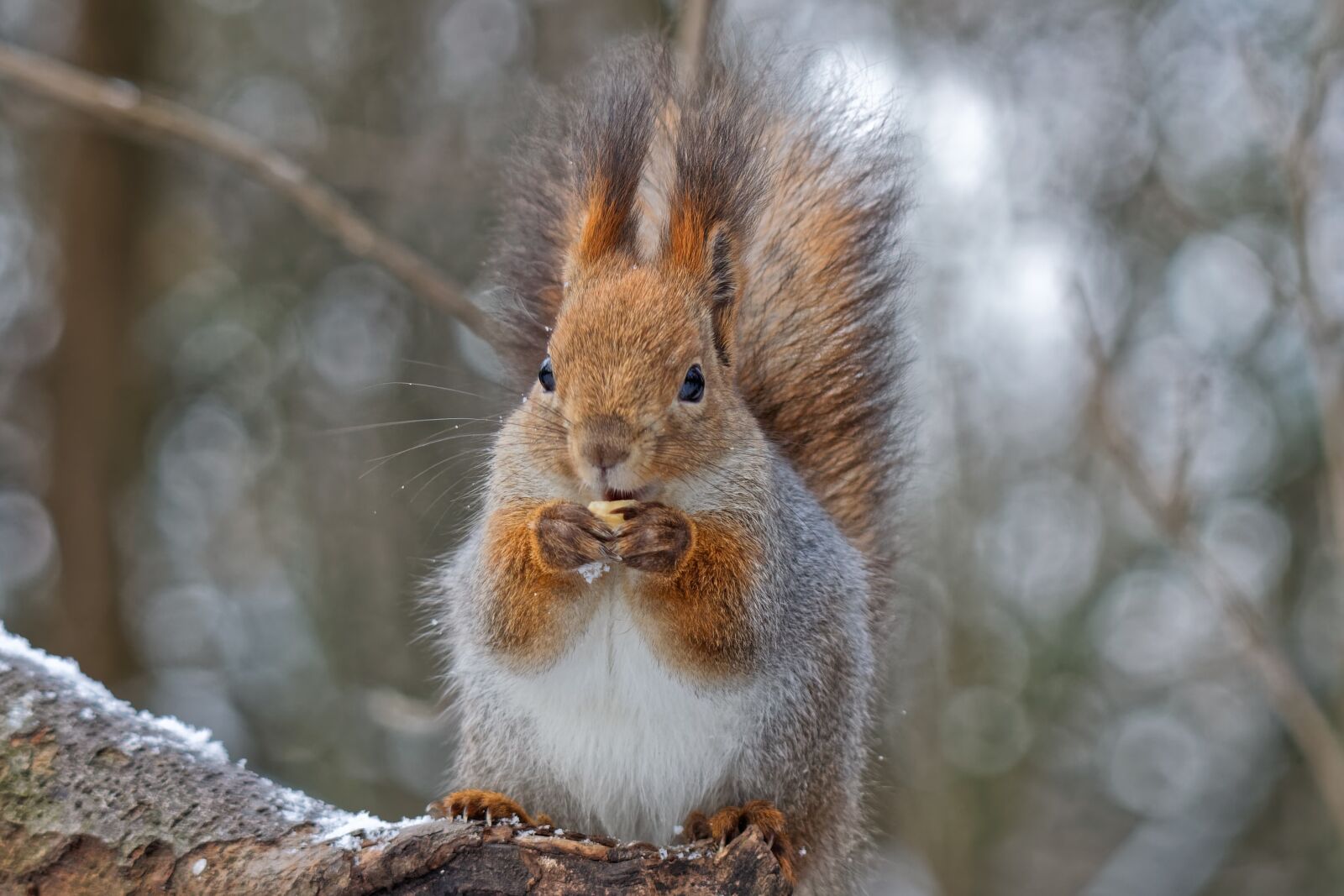 Canon EOS 500D (EOS Rebel T1i / EOS Kiss X3) sample photo. Squirrel, animal, portrait photography