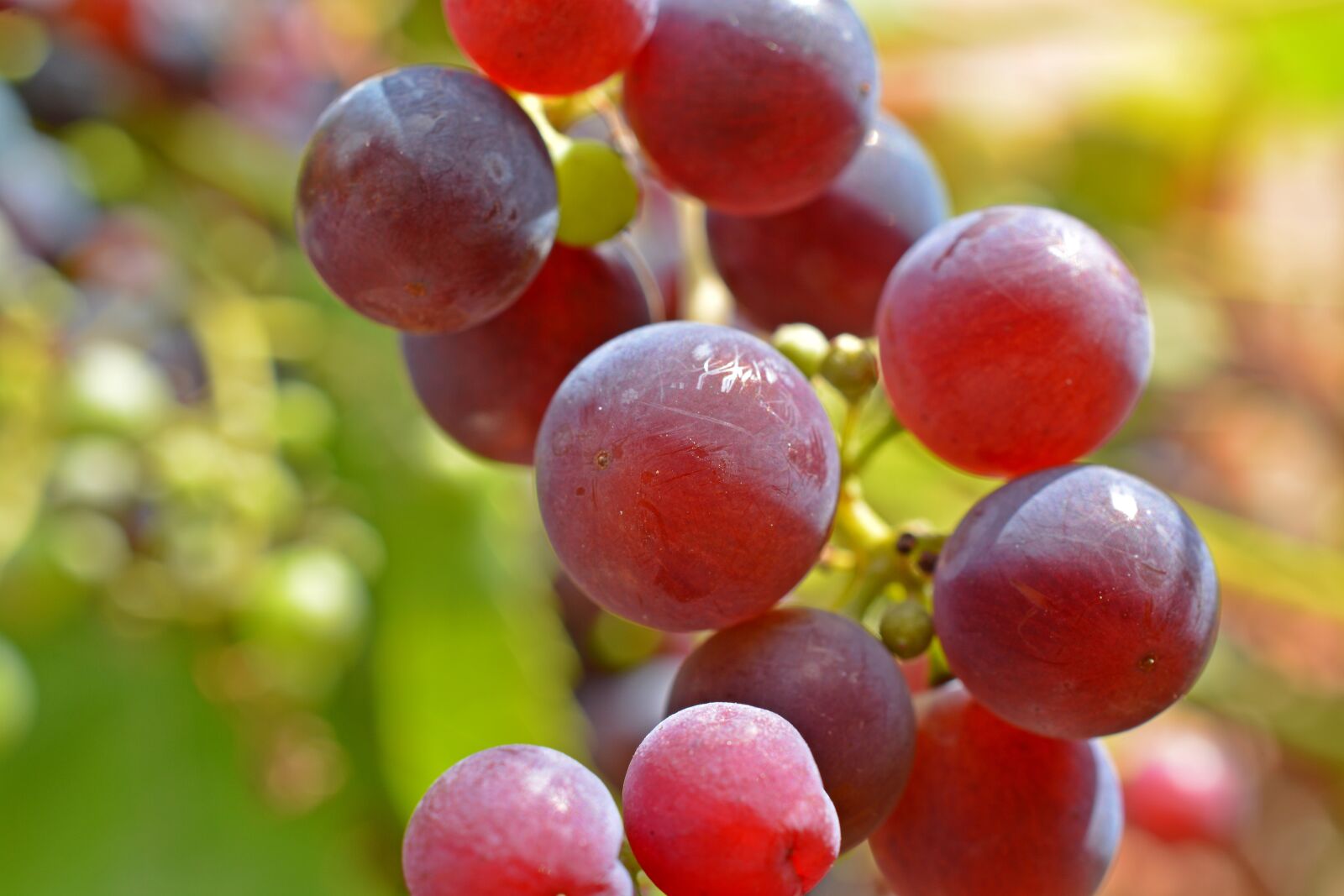 Nikon D5200 sample photo. Grape, wine, winegrowing photography