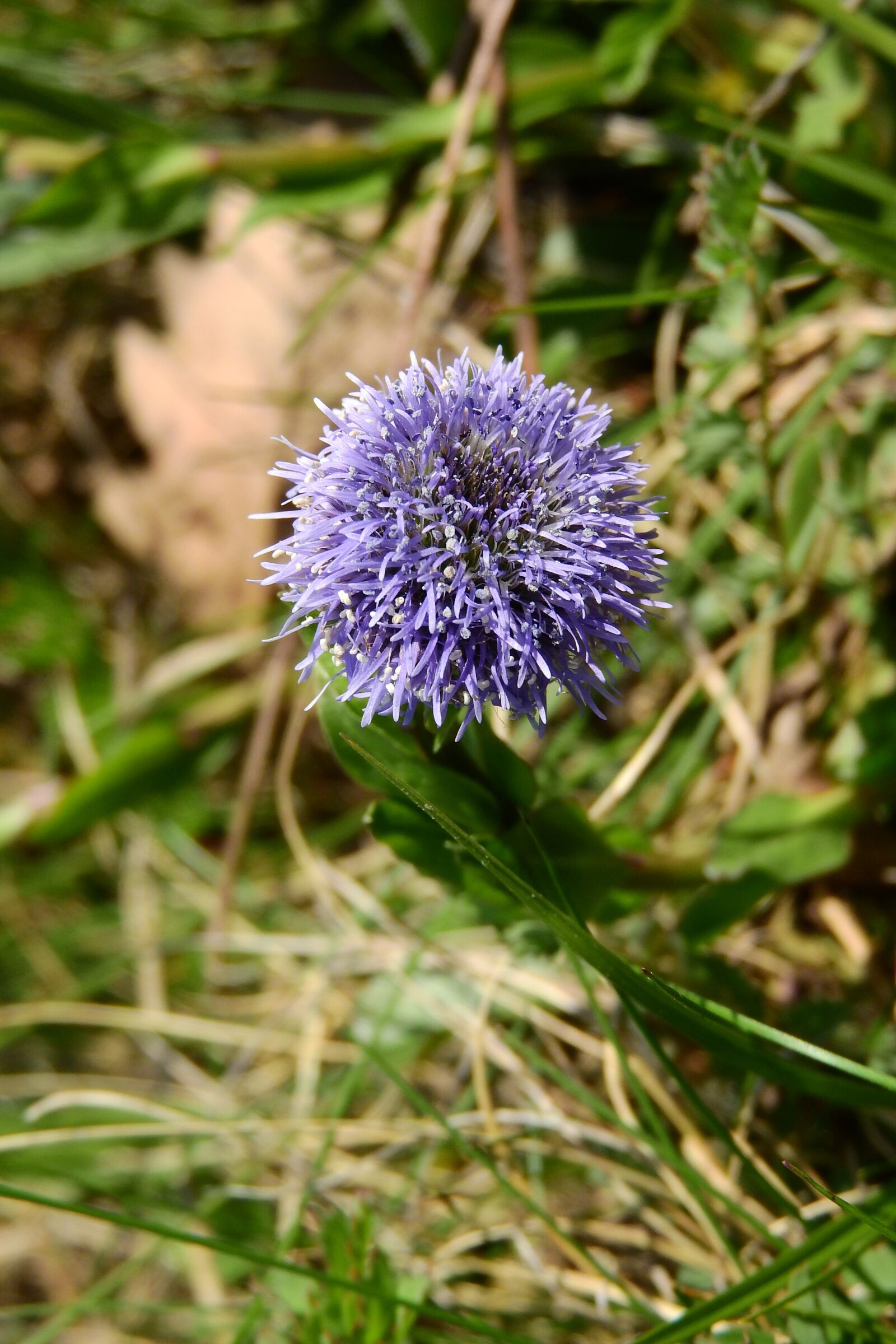 Nikon Coolpix P610 sample photo. Koulenka, globularia, flower photography