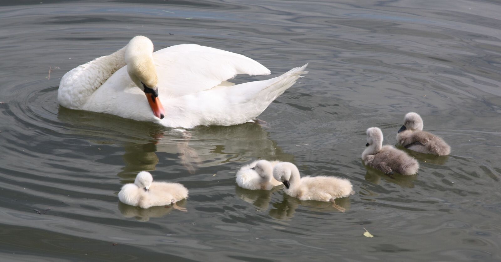 Canon EOS 1000D (EOS Digital Rebel XS / EOS Kiss F) sample photo. Swans, baby swans, swan photography