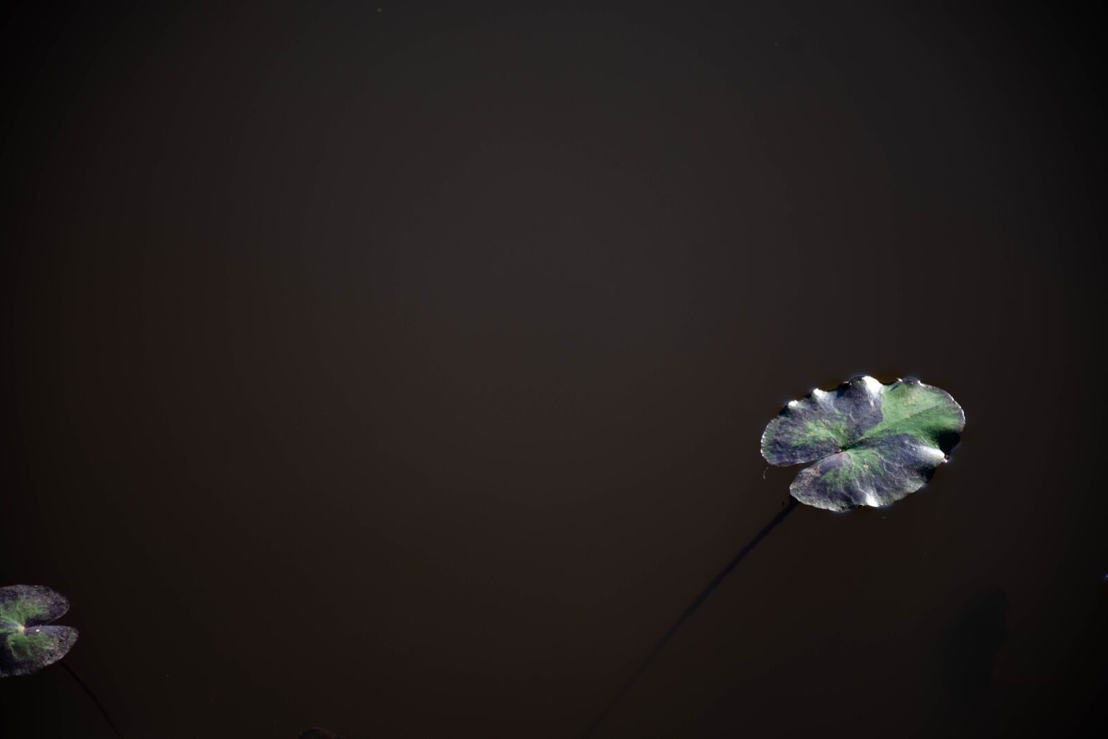 Nikon D7200 sample photo. Lily pads, water, plants photography
