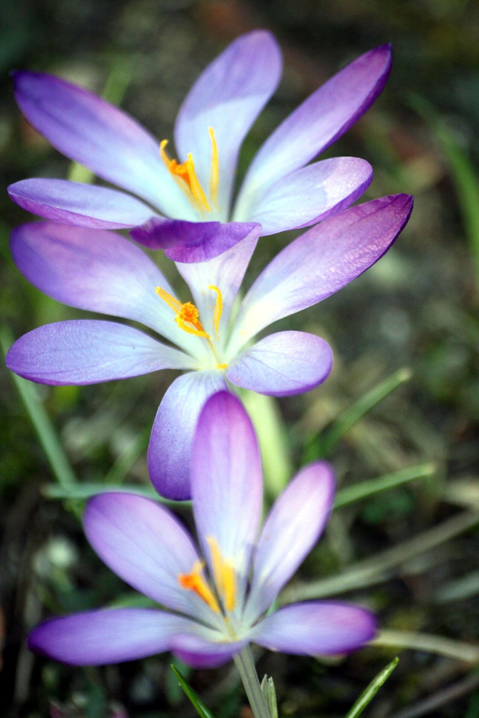 Canon EOS 1000D (EOS Digital Rebel XS / EOS Kiss F) sample photo. Crocus, flowers, early bloomer photography
