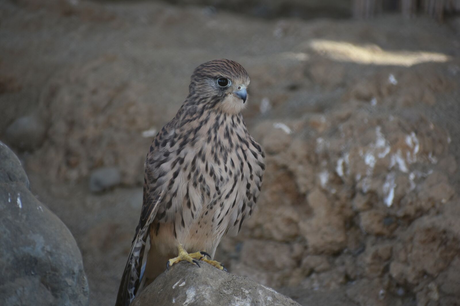 Nikon D7200 sample photo. Animal, bird, wild birds photography