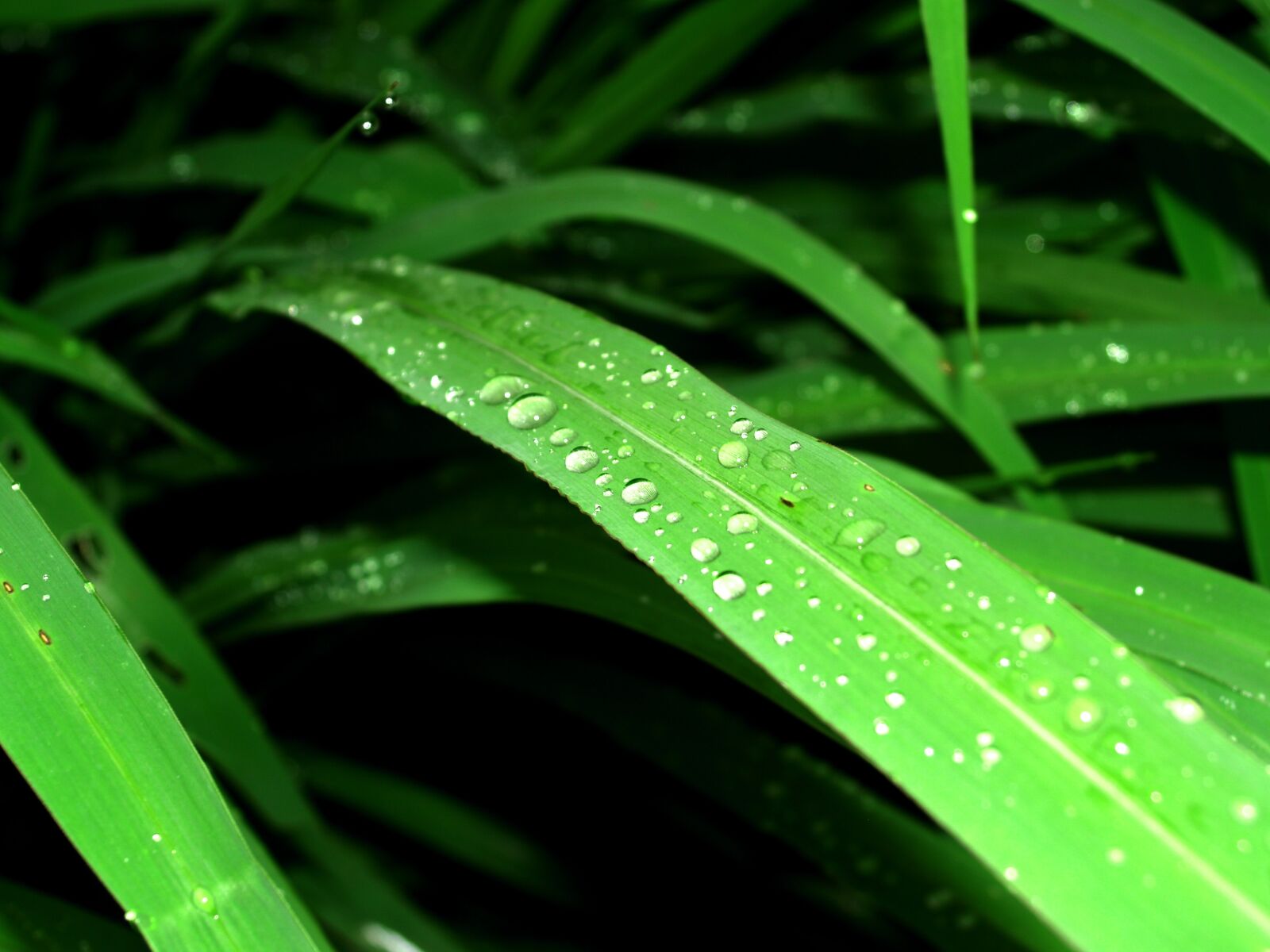 Olympus E-300 (EVOLT E-300) sample photo. Water, drops, leaf photography