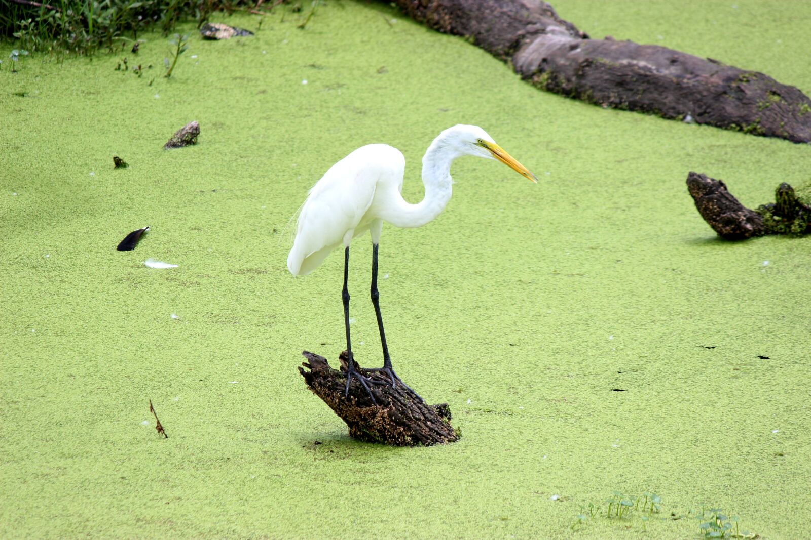 Canon EOS 600D (Rebel EOS T3i / EOS Kiss X5) sample photo. Bird, egret, nature photography