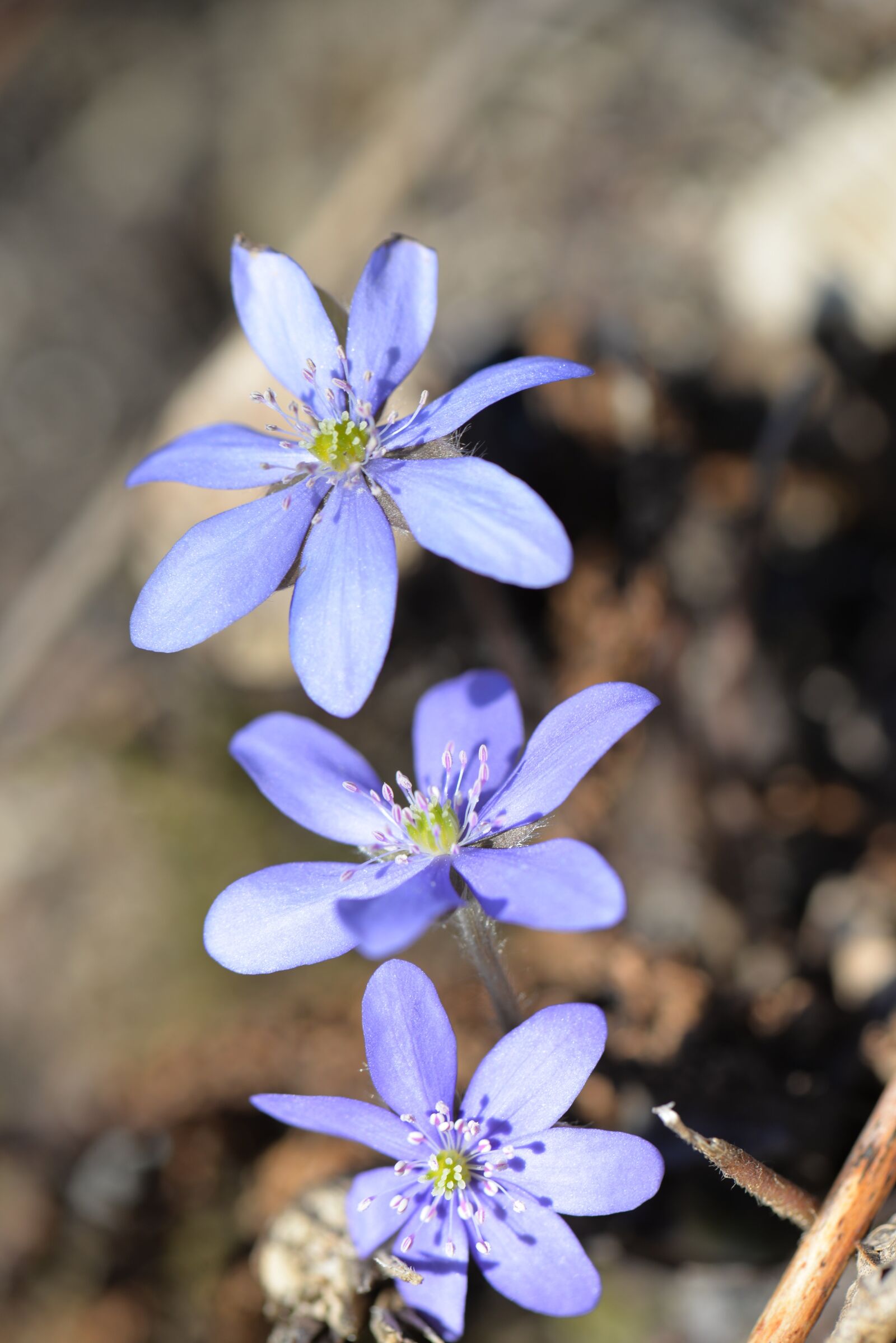 Nikon D610 sample photo. Hepatica, blossom, bloom photography