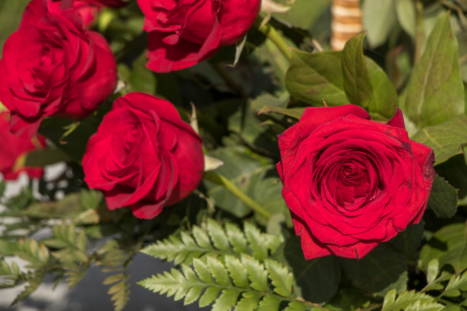 Canon EF-S 18-135mm F3.5-5.6 IS USM sample photo. Roses, flowers, petals photography
