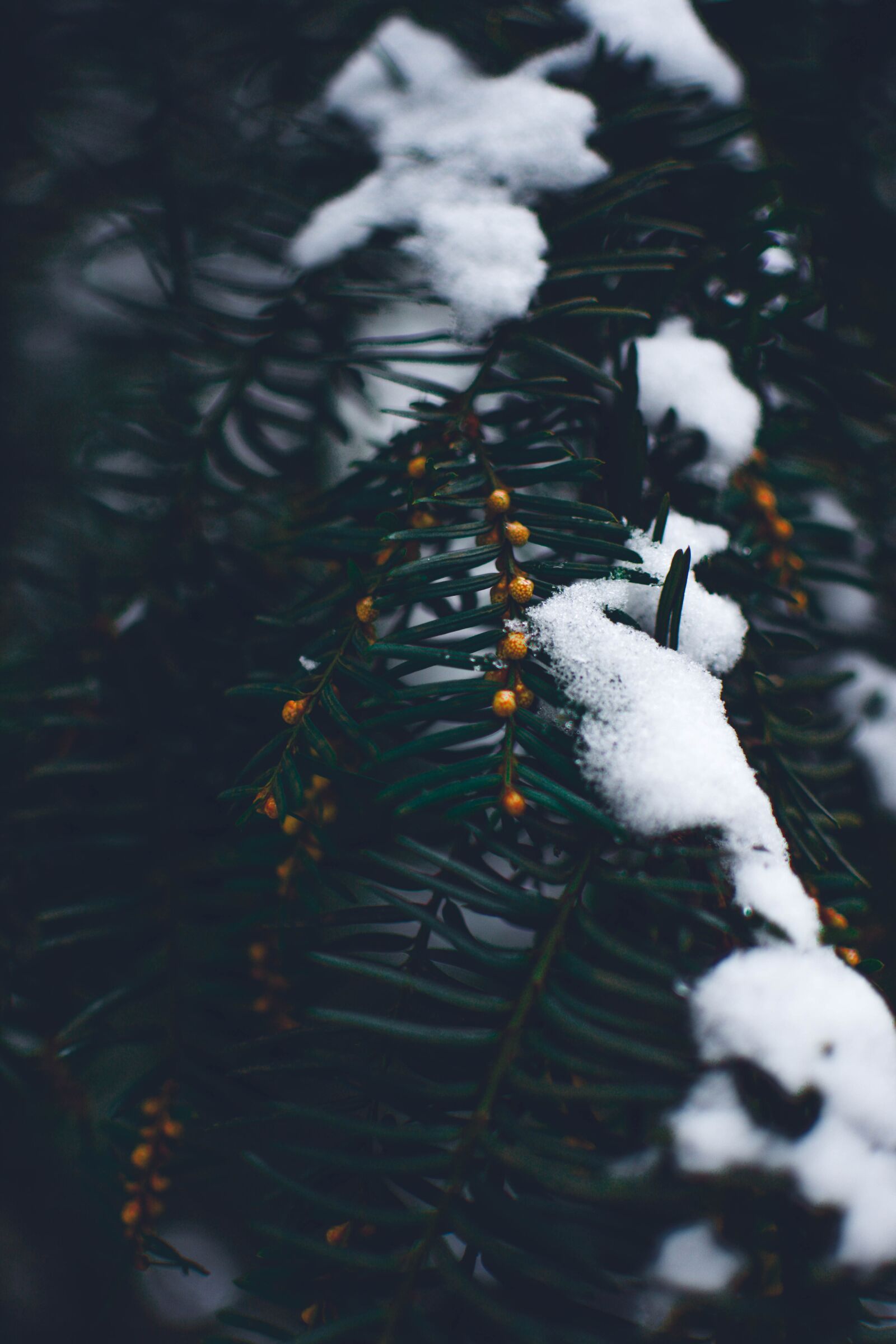 Nikon D5200 sample photo. Winter, snow, a photography
