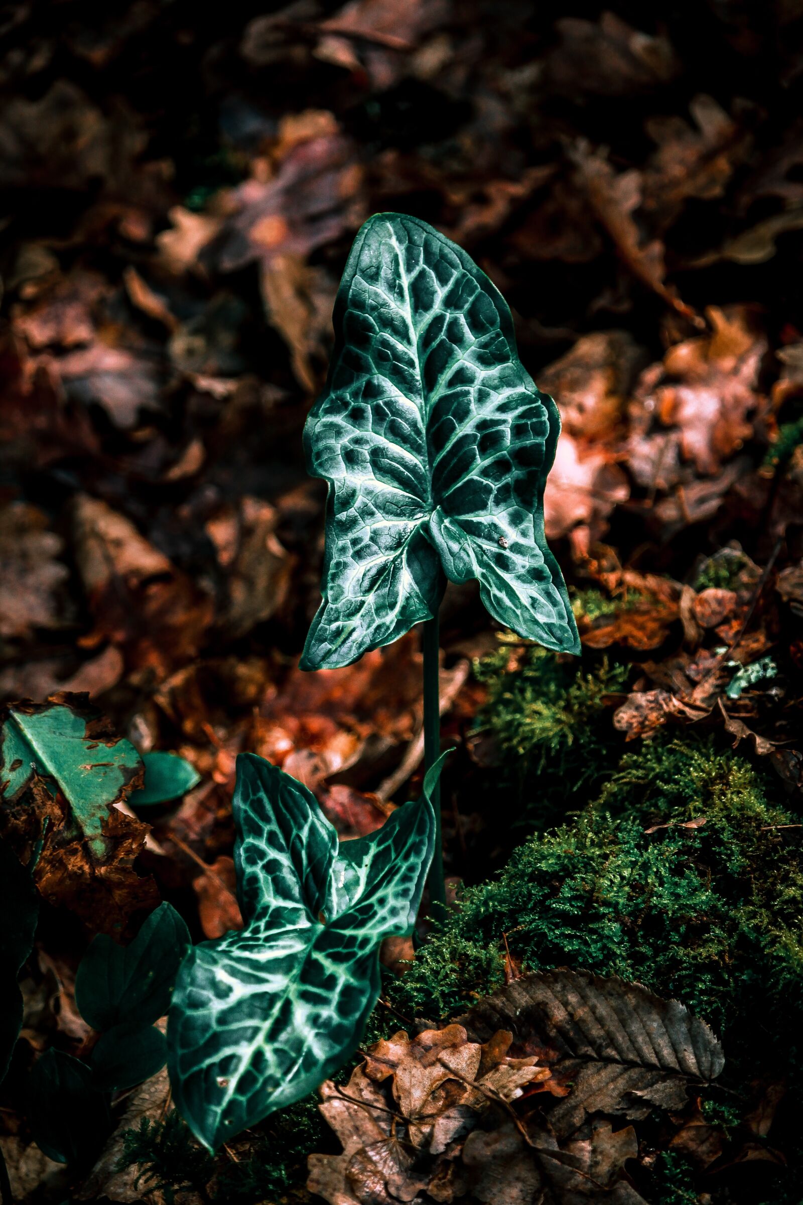 Canon EF-S 55-250mm F4-5.6 IS STM sample photo. Plant, forest, leaf photography