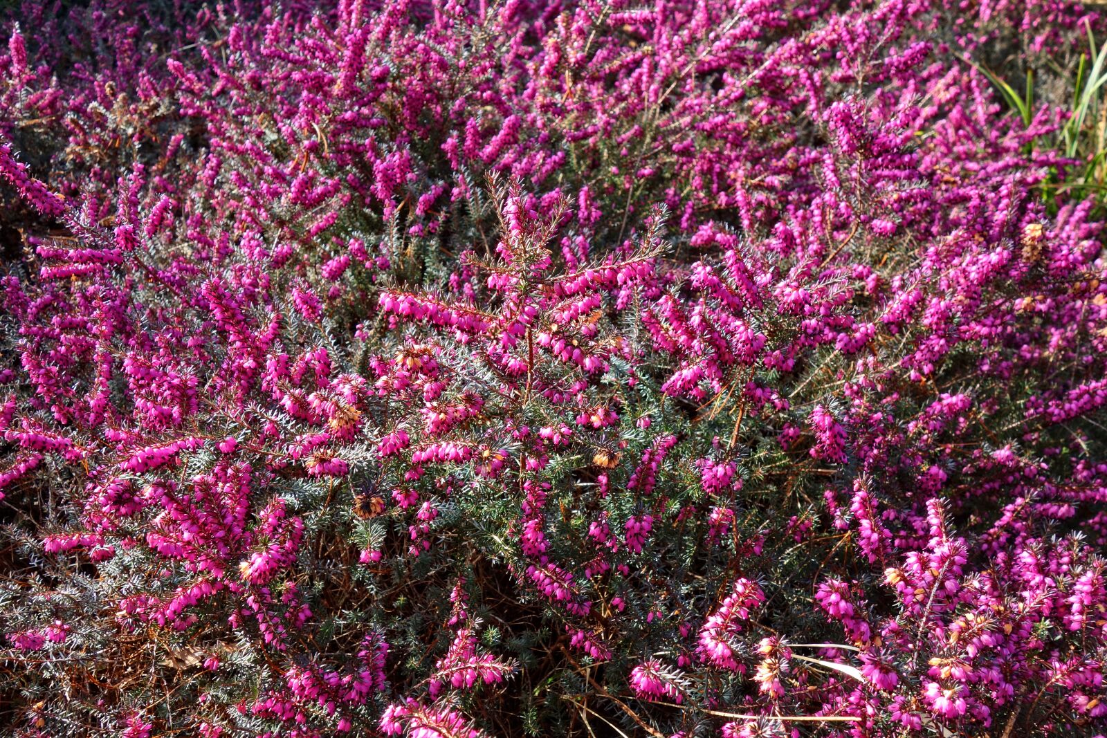 Sony Cyber-shot DSC-RX100 sample photo. Erica, flower, plant photography