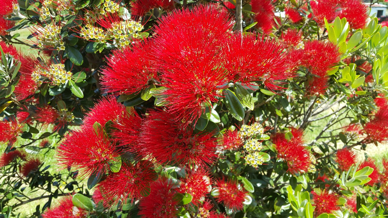 Samsung Galaxy Note4 sample photo. Puhutakawa, new zealand, flowers photography