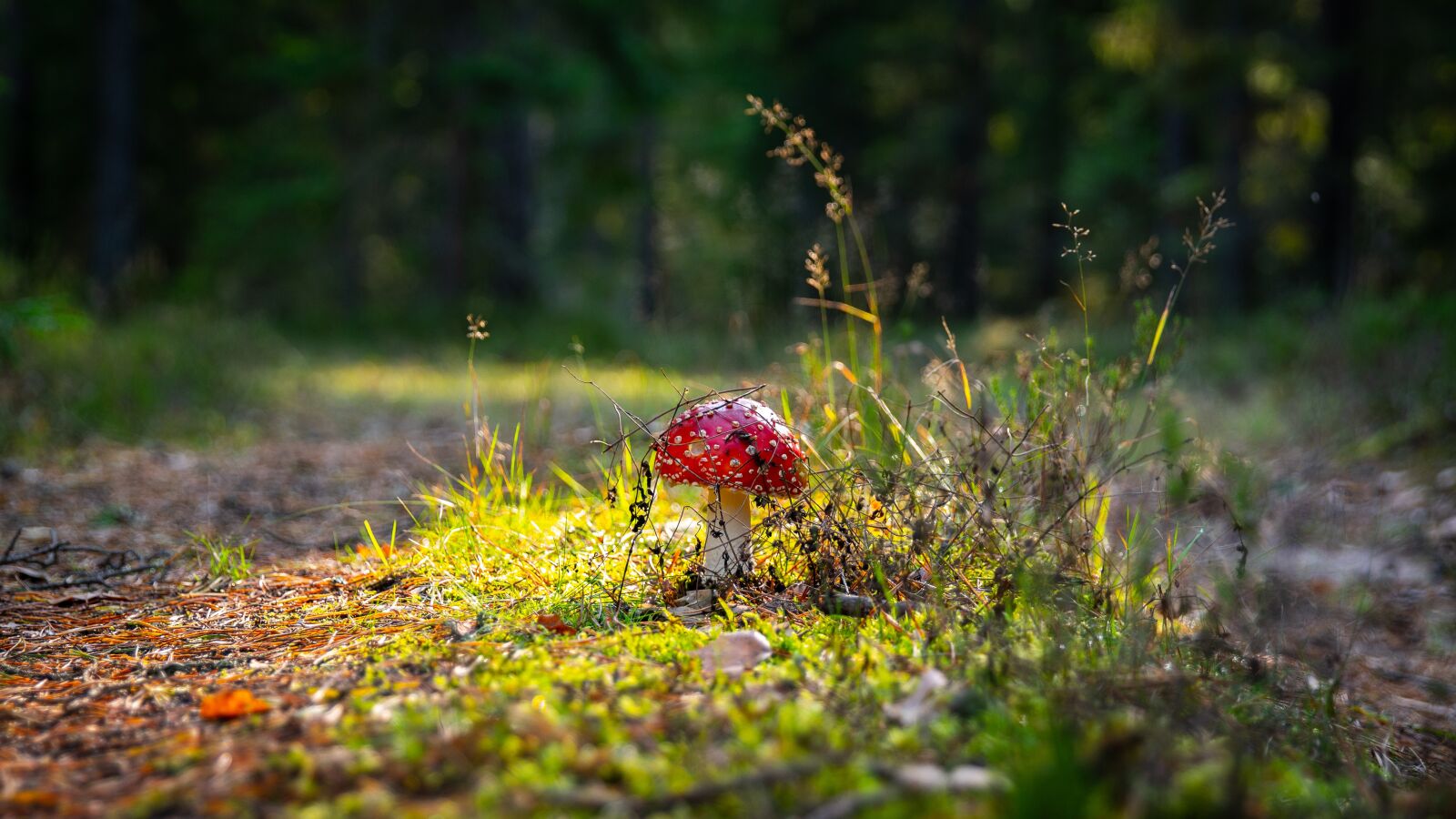 Sony a7R II + Canon EF 24-70mm F2.8L II USM sample photo. Amanita, spotted, red photography