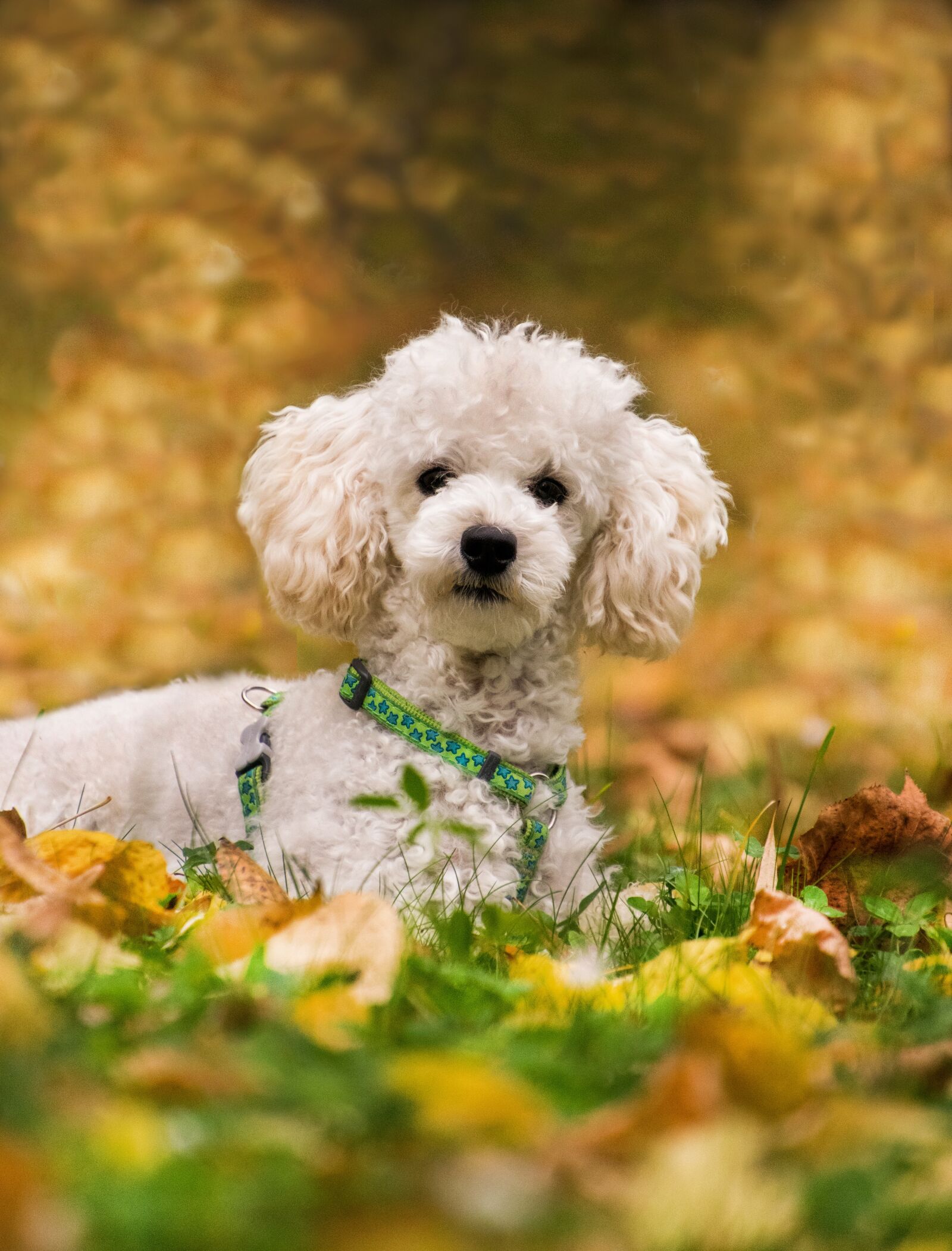Nikon D3300 sample photo. Poodle, miniature poodle, dog photography