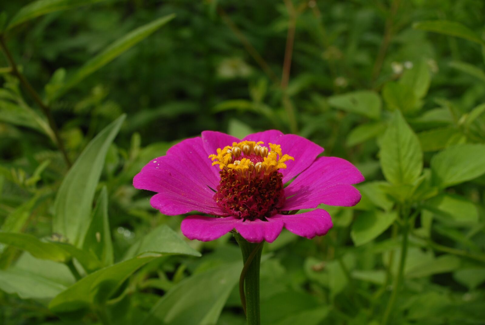 Nikon D200 sample photo. Flor san miguel, nature photography