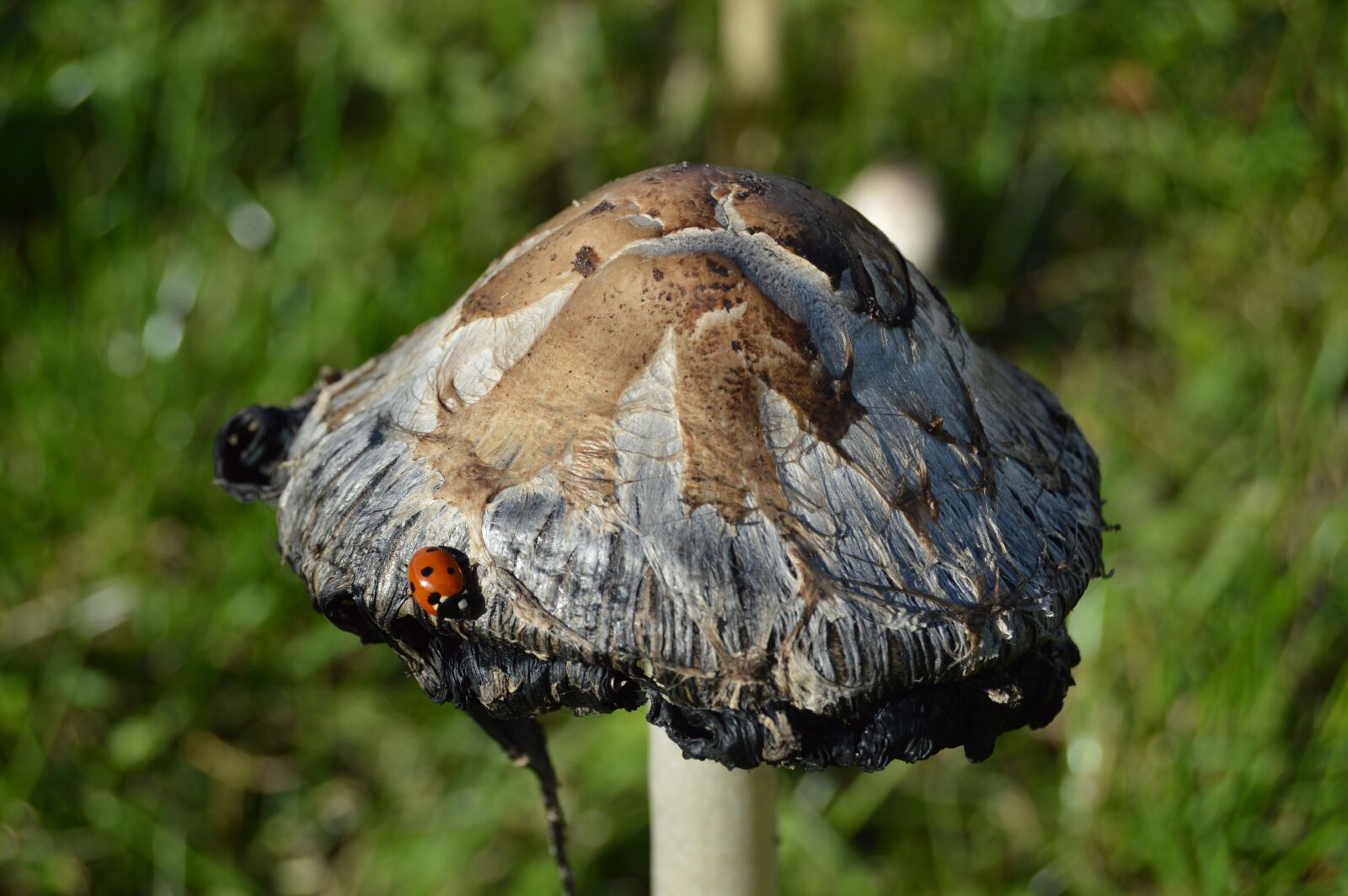 Nikon D3200 sample photo. Mushroom, ladybug, autumn photography