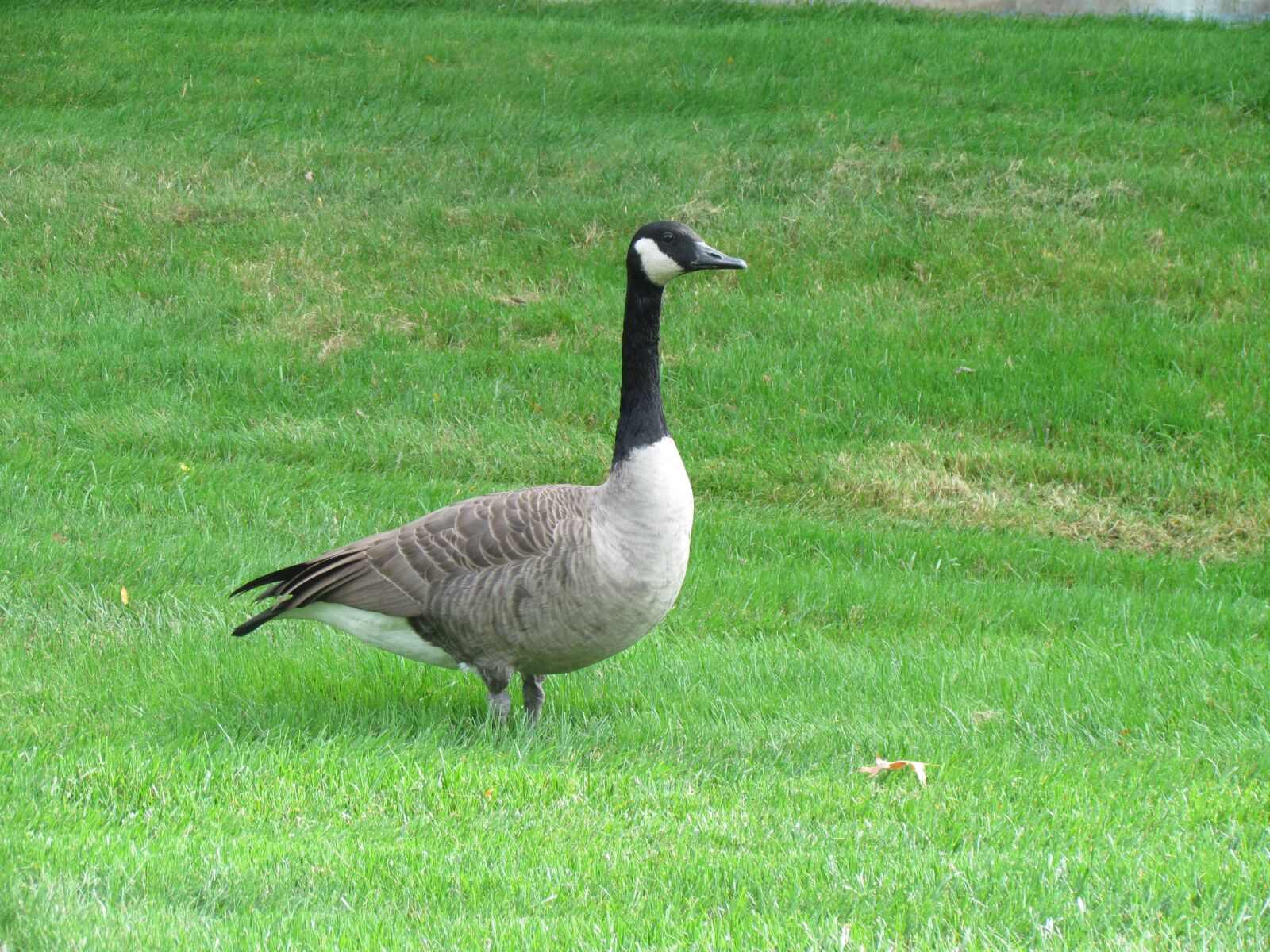 Canon PowerShot SX30 IS sample photo. Nature, geese, animal photography