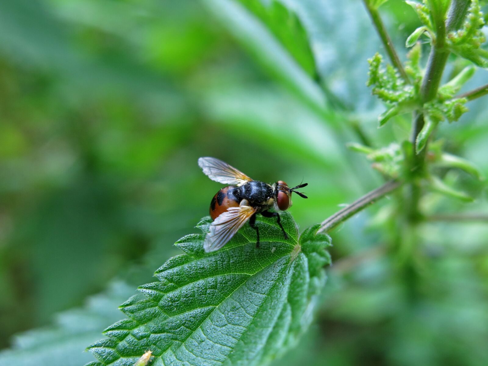 Canon PowerShot G15 sample photo. Caterpillar fly, tree bugs photography