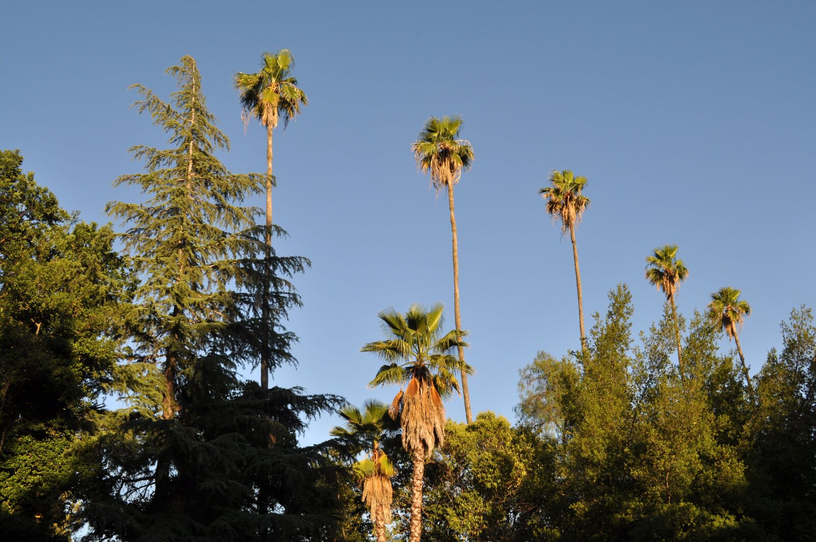 Nikon D5000 sample photo. Palms, palm trees, trees photography