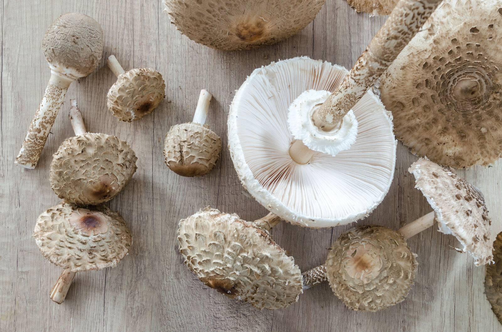 Nikon D5100 sample photo. Autumn, autumnal, boletus, boletus photography