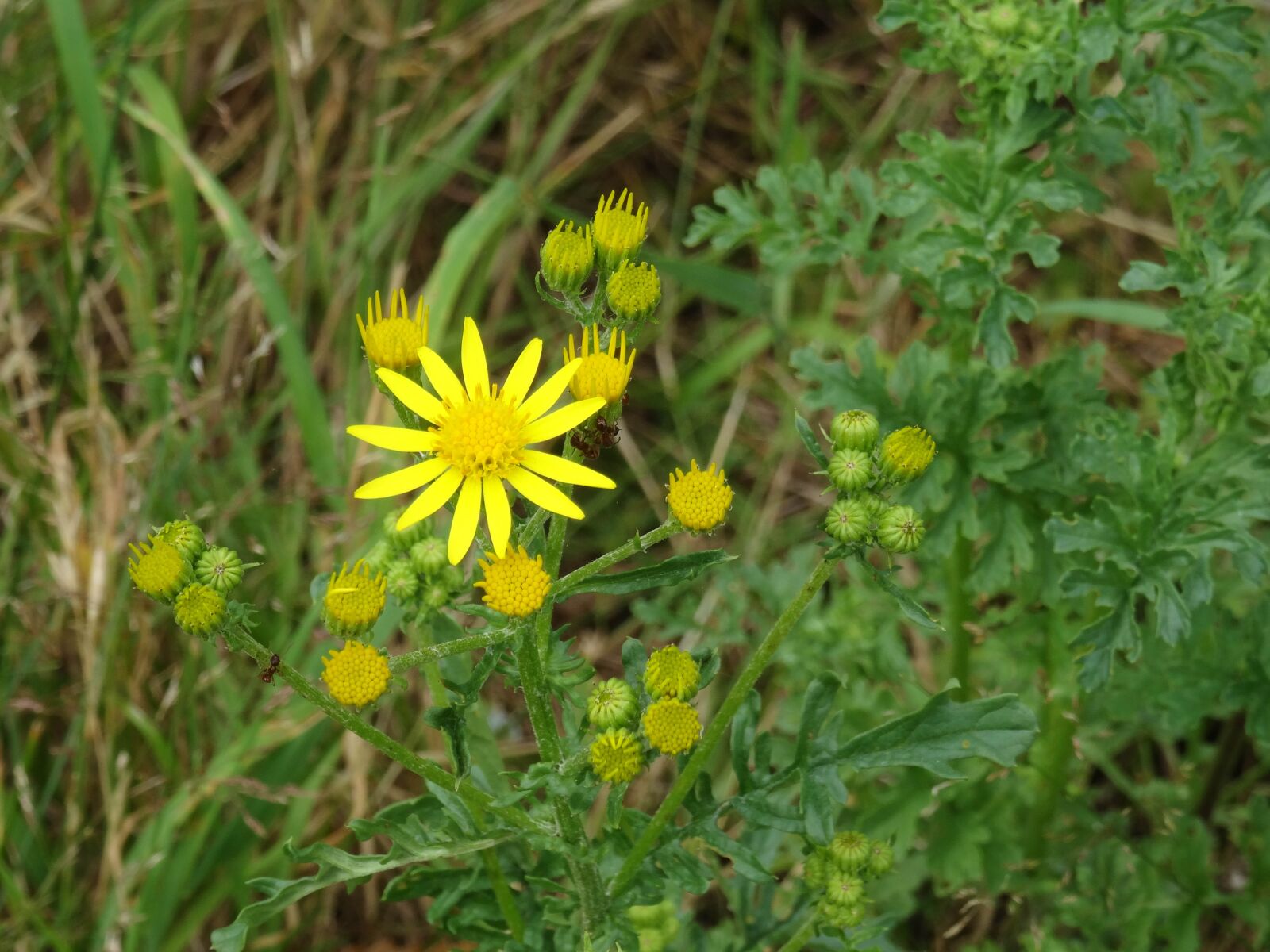 Sony DSC-HX50 sample photo. Asteroideae, flower, plant photography